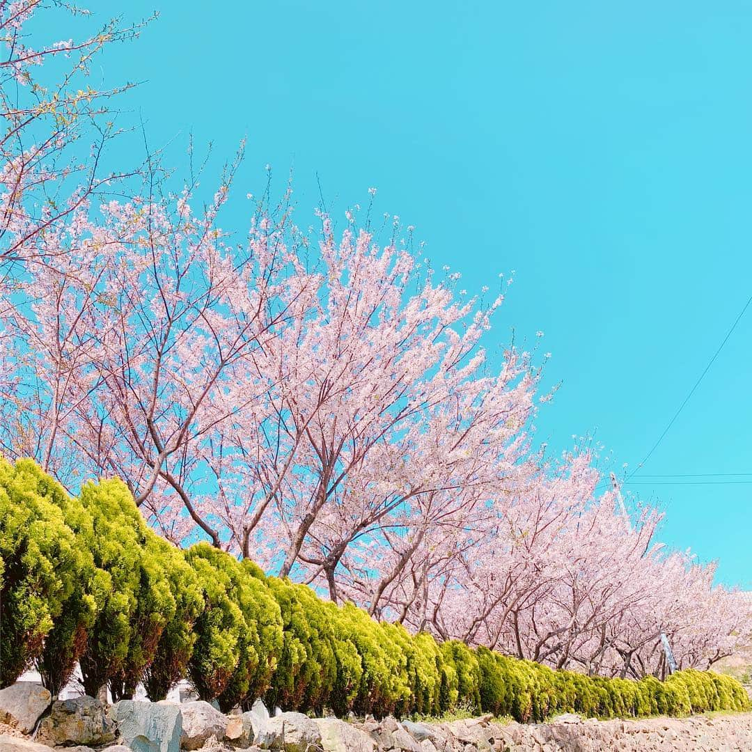 ホ・ヨンジュ さんのインスタグラム写真 - (ホ・ヨンジュ Instagram)「은교랑 산책하다 우연히 발견한 벚꽃동산🌸 초등학교 정원이 이렇게나 이쁘다. 아무도 없는 벚꽃동산에서 아이처럼 신나게 뛰어놀기 👭 . . #욕지도 #국내여행 #여행 #여행에미치다 #섬여행 #일상 #벚꽃 #벚꽃동산 #벚꽃구경 #데일리」4月6日 22時54分 - good7919