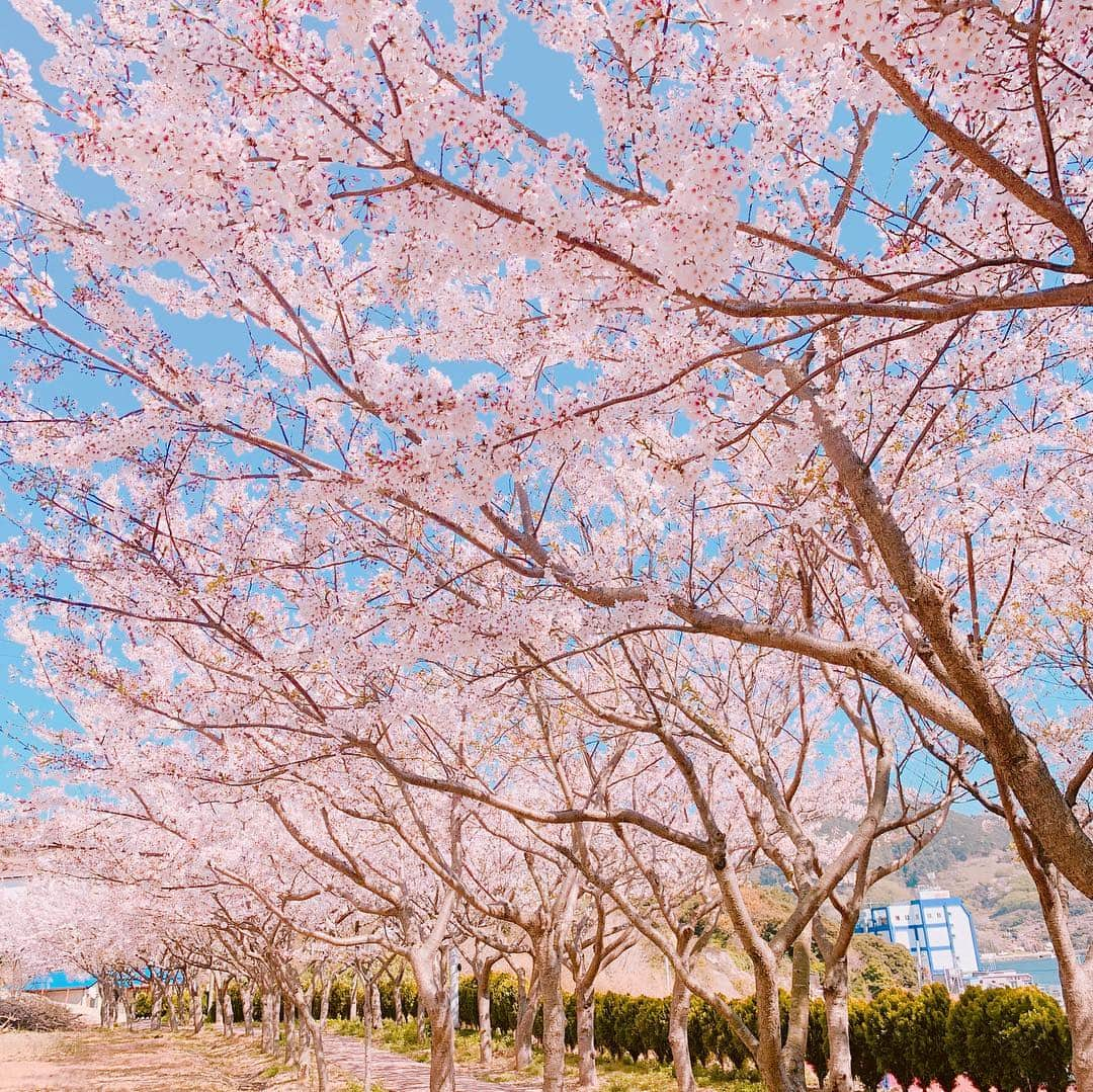 ホ・ヨンジュ さんのインスタグラム写真 - (ホ・ヨンジュ Instagram)「은교랑 산책하다 우연히 발견한 벚꽃동산🌸 초등학교 정원이 이렇게나 이쁘다. 아무도 없는 벚꽃동산에서 아이처럼 신나게 뛰어놀기 👭 . . #욕지도 #국내여행 #여행 #여행에미치다 #섬여행 #일상 #벚꽃 #벚꽃동산 #벚꽃구경 #데일리」4月6日 22時54分 - good7919