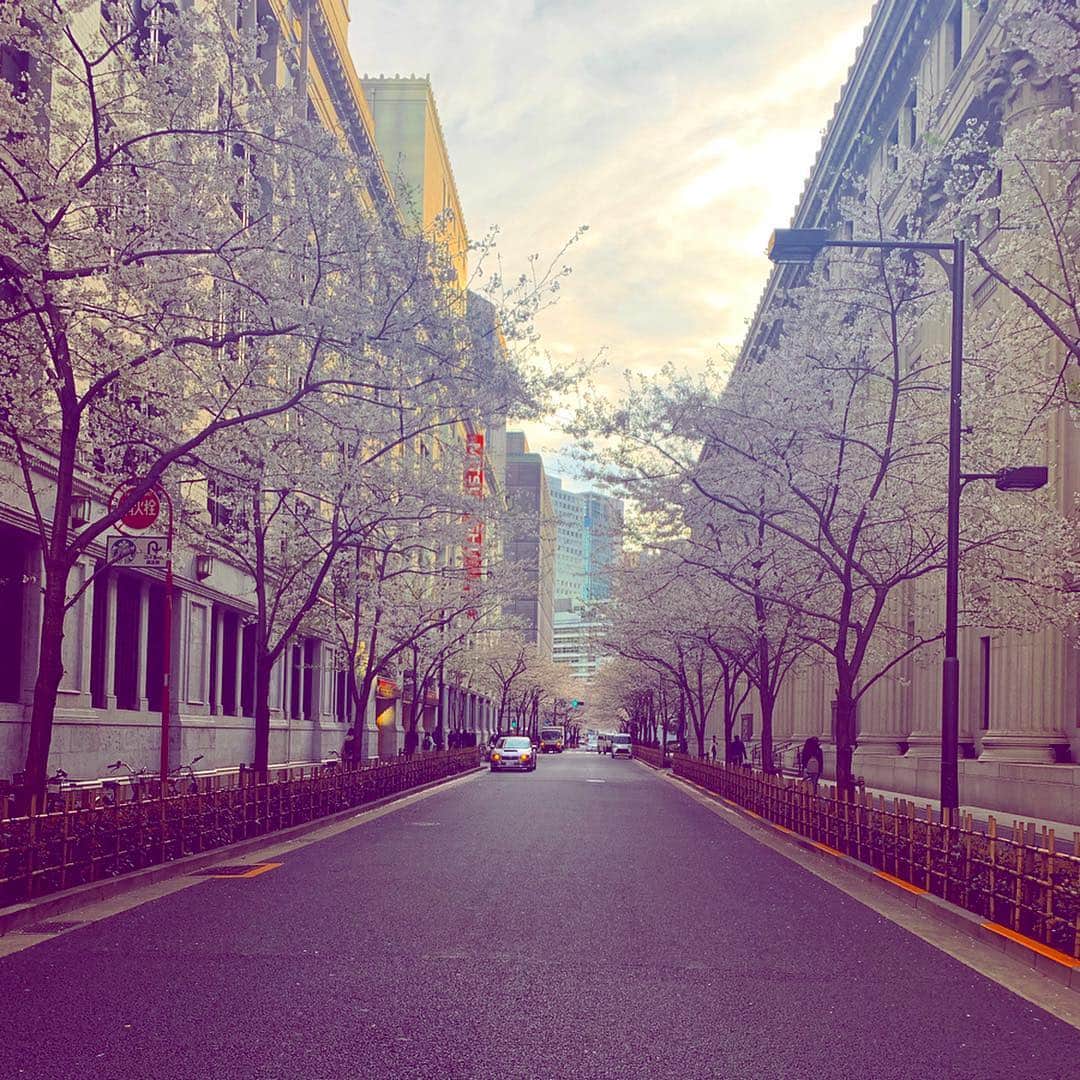 川口満里奈さんのインスタグラム写真 - (川口満里奈Instagram)「. . 去年もここで撮ったな。 １年、早いですね。 東京の桜はもう終わりかなー。. . . #cherryblossom #桜 #花見 #お花見」4月6日 22時53分 - mqrinqkqwqguchi