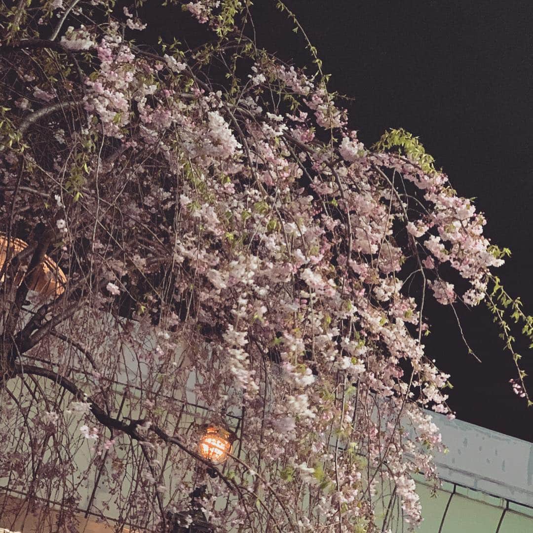 川口満里奈さんのインスタグラム写真 - (川口満里奈Instagram)「. . 去年もここで撮ったな。 １年、早いですね。 東京の桜はもう終わりかなー。. . . #cherryblossom #桜 #花見 #お花見」4月6日 22時53分 - mqrinqkqwqguchi
