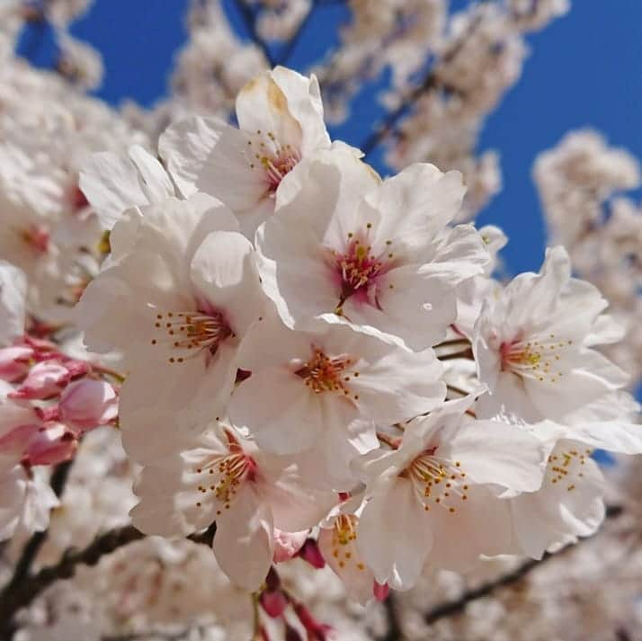 滝香織さんのインスタグラム写真 - (滝香織Instagram)「松山城と桜をバックにマキちゃんとパシャリ☆  今日は#ニュース の#アナウンサー と #記者 担当でした。 #松山春まつり #野球拳全国大会 の取材で、松山城の#本丸広場 に行ったら、桜が#満開 🎵  たくさんの#お花見客 のなかに、なんとマキちゃんが！！ 毎日会ってるのに、偶然こうして会うとなんだか嬉しい。笑 #よるマチ のディレクターさんも家族で訪れていて、みんな休日を満喫していました✨  #松山城 と#桜 と#青空 と。 ああ、やっぱり春っていいですね🤩  #愛媛 #松山 #春 #花見 #行楽日和 #spring #instagood #happy #城 #現存天守 #あいテレビ #ehime #matsuyama #japan #cherryblossom」4月6日 22時48分 - kaorin_taki