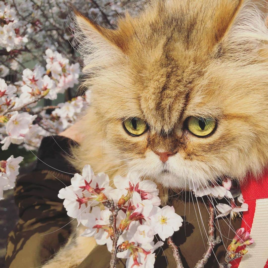 女将さんのインスタグラム写真 - (女将Instagram)「MOCO  そうだ 花見、行こう 。 ． ． ．  #平成最後にモコ様の機嫌と桜のタイミングが合う奇跡  #モコ様かわいいキャンペーン  #きな粉餅部屋#ねこ#桜#四月#ふわもこ部#猫#みんねこ#ペコねこ部#ねこのいる生活#リュックキャリー#cat#igersjp#ig_japan#instacat#ilovecats#catsofinstagram#catstagram#cats_of_instagram」4月6日 22時50分 - kinako_mochicat