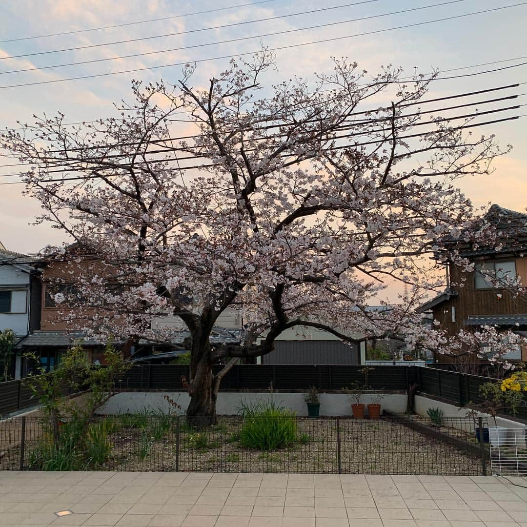 福田裕子さんのインスタグラム写真 - (福田裕子Instagram)「お花見🌸 夜桜、最高♪ 毎年恒例のお花見に呼んで頂きました♫ #牛乳石鹸  #fila  #fgスナップ  #コラントッテ  #マルトミ工業」4月6日 22時50分 - yuko_fukuda_g