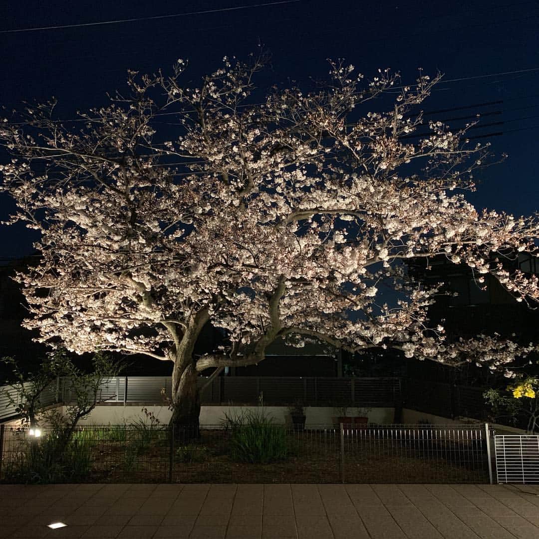 福田裕子のインスタグラム：「お花見🌸 夜桜、最高♪ 毎年恒例のお花見に呼んで頂きました♫ #牛乳石鹸  #fila  #fgスナップ  #コラントッテ  #マルトミ工業」
