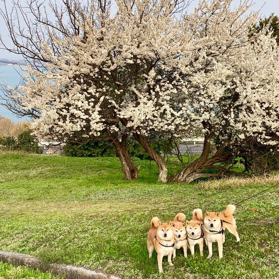 linnmamaさんのインスタグラム写真 - (linnmamaInstagram)「今日の花活〜あさんぽで満開の桜🌸と青空と海と4柴たち〜4月2日から6日まで、岡山から小豆島へ旅行🚙してました😍〜昨日、一昨日のpicも小豆島のオリーブ村で撮ったもの💕〜明日以降、旅行記が続きます💕〜ご存知のように、ちょうど1年前、旅行中の小豆島で左手首を骨折して、旅を中断することになりました😨〜今回の旅は去年の忘れ物を探す旅となりました❤️〜去年、行きたかったところ全部行くことができました😍  #柴犬#dog#柴犬凜の勇気凜々every day#shibastagram#春旅#岡山#小豆島」4月6日 22時51分 - linnmama