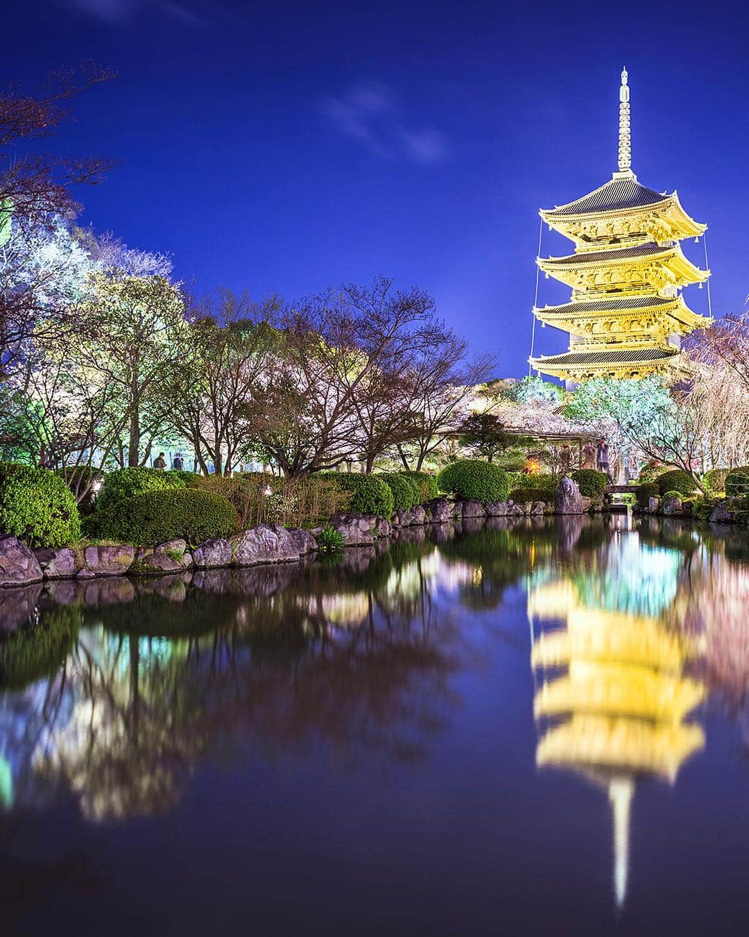 All Nippon Airwaysさんのインスタグラム写真 - (All Nippon AirwaysInstagram)「Doing some late night #cherryblossom viewing at #Kyoto’s Toji Temple is worth hitting the snooze button a few times in the morning. 😴🌸」4月6日 22時52分 - allnipponairways