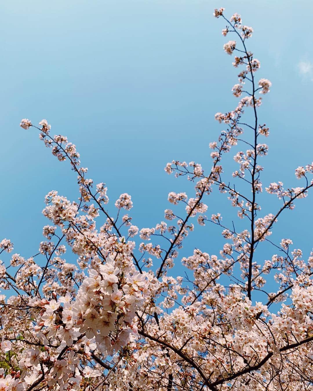 来夏さんのインスタグラム写真 - (来夏Instagram)「#🌸 お花見日和🍡🍱 ぽかぽかな春を味わえた☺️ ・ 桜とぴったりの春感ネイル🌸 @nailiejp で見つけた #マットネイル #春ネイル  #アシンメトリーネイル 💅」4月6日 22時57分 - rairairaika