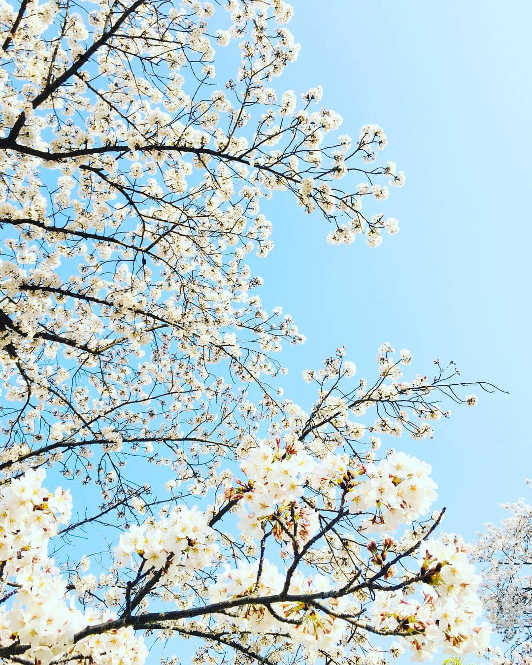 藤井惠さんのインスタグラム写真 - (藤井惠Instagram)「今日の桜🌸  #栗林公園 #高松 #明日は修斗 #総合格闘技 #桜 #MMA」4月6日 22時58分 - megumi_fujii