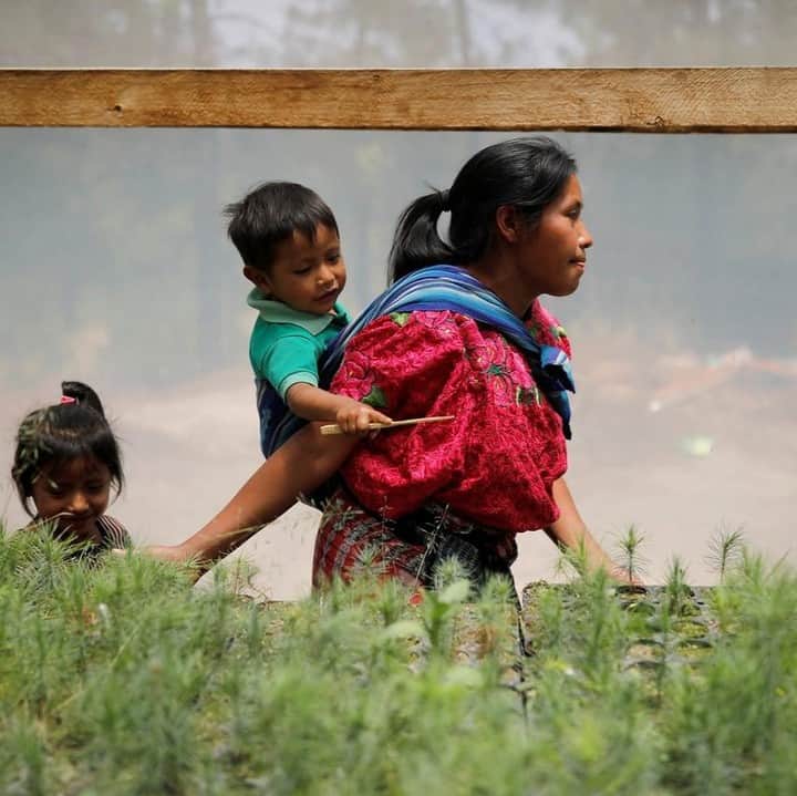 NBC Newsさんのインスタグラム写真 - (NBC NewsInstagram)「A woman and her children walk by pine seedlings at a greenhouse as part of a farming program backed by U.S. aid in a small village in #Guatemala.⁣ .⁣ 📷 @_luis.echeverria / @reuters⁣」4月6日 23時00分 - nbcnews