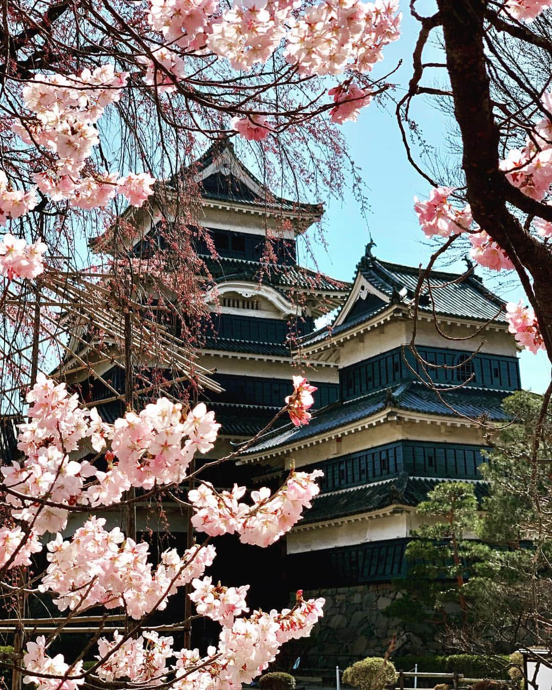 鈴木砂羽さんのインスタグラム写真 - (鈴木砂羽Instagram)「いい天気🌞 美しい松本城🏯‼️ からの シュークリームドリーム❣️😻❣️ #松本 #松本城 #絵に描きたいお城 #dancyu のシュークリーム特集見て 早速来てしまいました♬ #マサムラ #シュークリーム  全種類食べてしまった🤗」4月6日 23時01分 - bombon_sawa