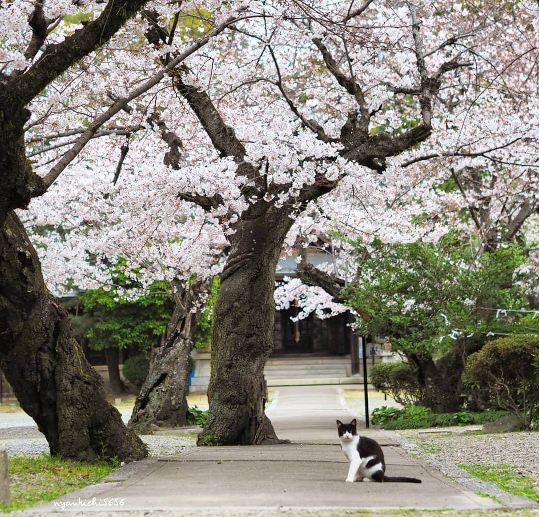 路地裏のにゃん吉さんのインスタグラム写真 - (路地裏のにゃん吉Instagram)「春が来た 僕が愛する日本の風景  Spring has come Japanese scenery I love  #生き抜け野良猫  #แมว #igersjp#ねこ#猫#ig_japan#ねこ部#ふわもこ部#野良猫#にゃんすたぐらむ#みんねこ #cats#ファインダー越しの私の世界 #catsofinstagram#catstocker#instagramjapan##catloversclub#ペコねこ部#ピクネコ #東京カメラ部#icu_japan#team_jp_西 #고양이#nekoclub #catstagram#japan_photo_now #bestcatclub #loves_nippon#balousfriends#getolympus」4月6日 23時12分 - nyankichi5656