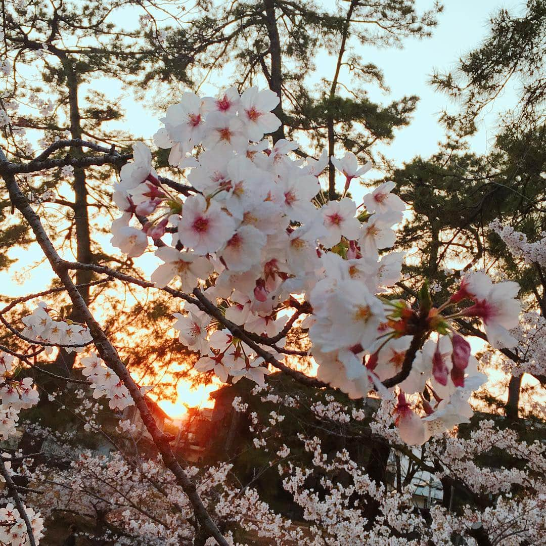 内田絢子さんのインスタグラム写真 - (内田絢子Instagram)「念願の夙川お花見。  夕暮れの桜も綺麗だったなぁ。  #夙川 #夙川お花見 #夕暮れの桜 #桜コレクション」4月6日 23時03分 - uccijun