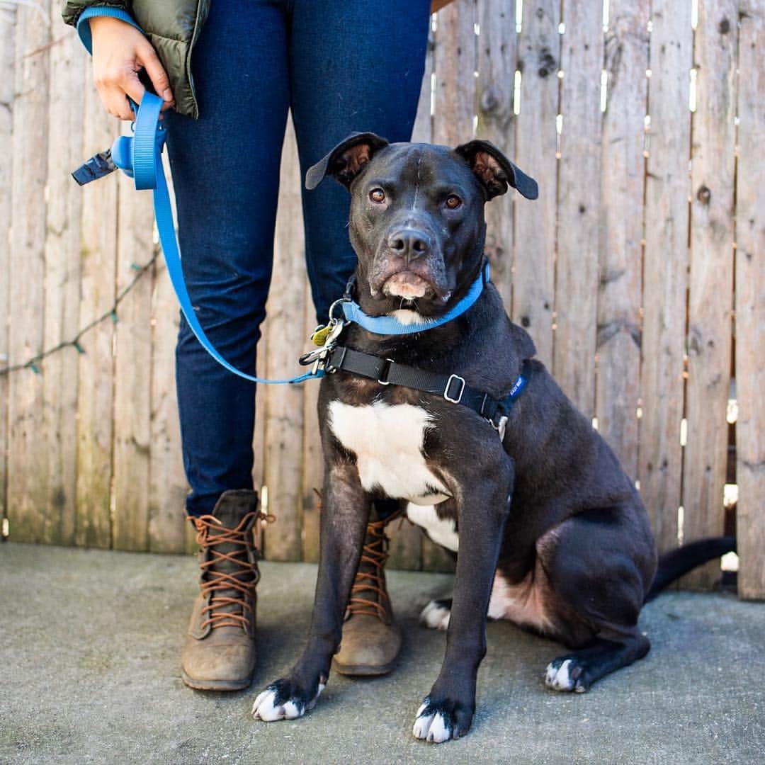 The Dogistさんのインスタグラム写真 - (The DogistInstagram)「ADOPTABLE: Croque Monsieur, Pit Bull mix (2 y/o), via @badassbrooklyn foster, NYC • “He’s from Georgia and he stashes his toys in his crate.” • Croque is available for adoption through our Rescue Partner of the season, @BadassBrooklyn. Badass Brooklyn Animal Rescue is a staple in the New York City animal welfare community and does so much work rescuing pups from high kill, rural shelters in the southern U.S. states. Being our Rescue Partner this spring not only means that we will feature their adoptable dogs and highlight their amazing organization, but for every item purchased at The Dogist Shop, we will be donating a days worth of food to these dogs in need. We are honored to be featuring them and all the wonderful dogs that they save. If you’d like to learn more about our Rescue Partner, follow the link in our bio.」4月6日 23時06分 - thedogist