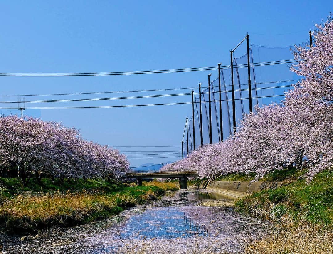 セーラさんのインスタグラム写真 - (セーラInstagram)「* 2019/04/06 * + . . 明日のお昼過ぎから☂︎雨が降るとか降らないとか。 なのでお天気の良い今日🌸桜を見に行ってきました。 散りだしてるってニュースで言ってたし。 . 毎年ここを通る度にここの桜の写真撮りたいなぁ。って思ってたのね。 やっと念願叶いました😊 . . 🚗 運転上手でないのでゾワゾワでしたけど、なんとか駐車出来まして🙂 🌸お花見開始👍 . . 綺麗でしょーー？ 桜並木がずっと続いてるの。 踏み切りがカンカンなる度、撮り鉄ではないけど電車の写真を何枚も撮って来ました。 カンカン待ちしてたしね。😁 . . 🚃💨動画もあるのでまたストーリーにでも載せます🤗 . . 桜と電車。電車と桜。たくさん撮って大満足な1日でした⸜❤︎⸝‍ 桜の後は花より🍡でしたけど🙄 ・ ・ ・ #桜 #電車 #お花見 #綺麗 #お出かけ」4月6日 23時07分 - se_ra0227