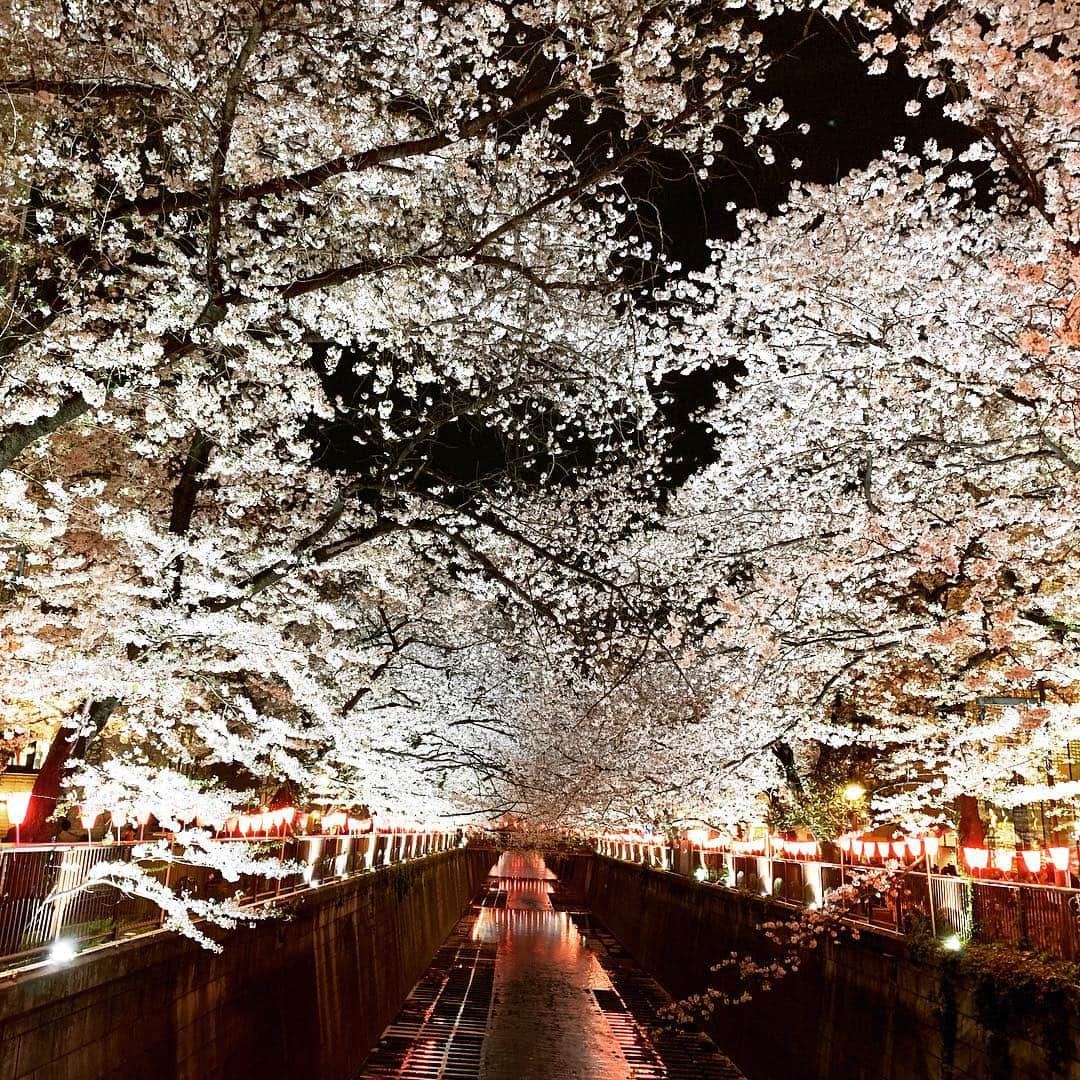 吉田美紀さんのインスタグラム写真 - (吉田美紀Instagram)「・ W成人式実行委員でお花見🌸@目黒川 ・ W成人式以来、久しぶりに会えたメンバーもいて嬉しくて大盛り上がりしたお花見でした！！ ・ 4月BDのお誕生日のお祝いもしました！！ おめでとうー✨ 皆で楽しく年を重ねていこっ！！ ・ #cherryblossom #meguroriver #party #friends #お花見 #目黒川 #W成人式 #w成人式2019 #お友達 #仲間」4月6日 23時16分 - miki__yoshida