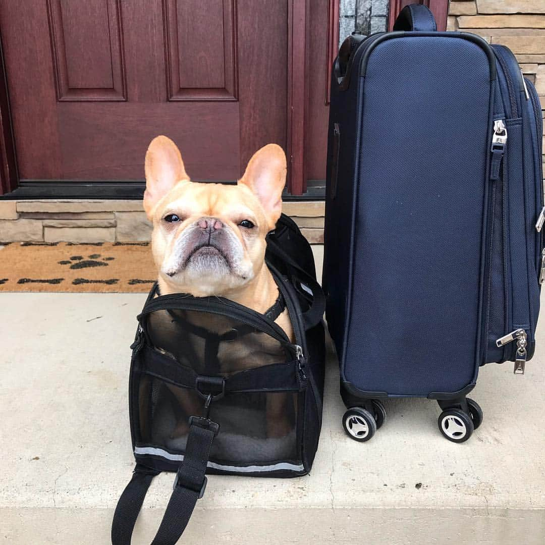 Hamlinさんのインスタグラム写真 - (HamlinInstagram)「Nashville bound! ✈️ ..........」4月6日 23時22分 - hamlin_the_frenchie