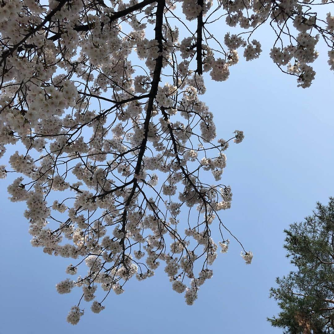 木本泉さんのインスタグラム写真 - (木本泉Instagram)「-﻿ ランチしてお散歩してカフェに行って﻿ 桜を楽しめた1日でした🌸﻿ ﻿ 桜を眺めていると何だかウキウキしてしまいます😄﻿ ﻿ #京都#祇園#花見小路#ランチ#lunch#春#桜#カフェ#cafe#京都カフェ#お花見#建仁寺」4月6日 23時52分 - izumikimoto