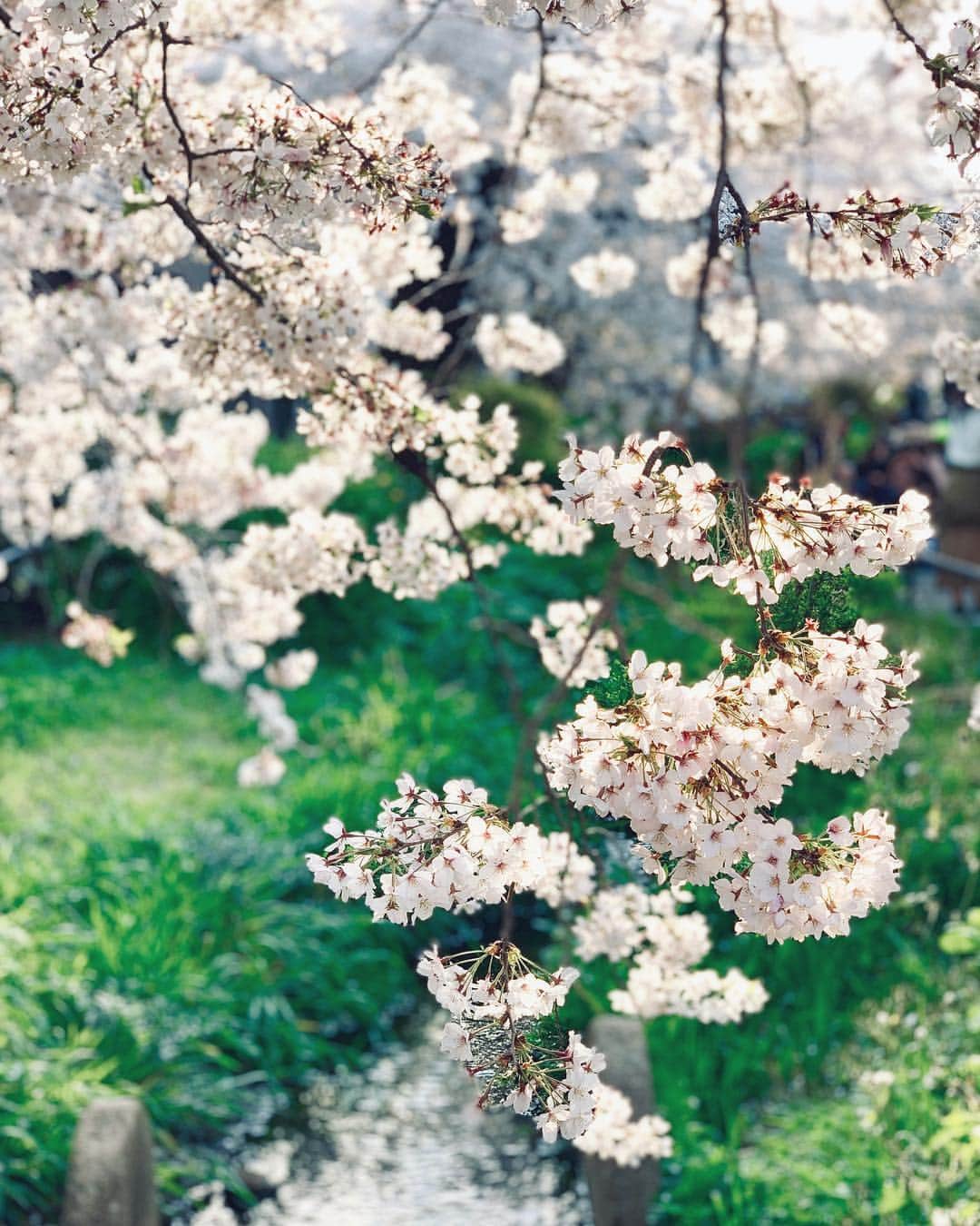 松田一輝のインスタグラム：「#sakura  #iphonexr  #photo  #japan」