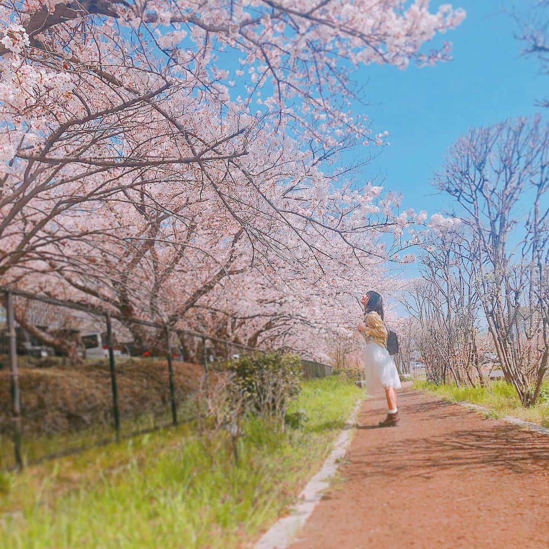 鹿目凛さんのインスタグラム写真 - (鹿目凛Instagram)「きみも桜すき？ #桜 #🌸」4月6日 23時59分 - kaname_rin
