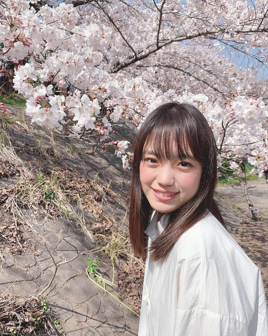 伊藤千由李さんのインスタグラム写真 - (伊藤千由李Instagram)「今日はぽかぽかで暖かかったねぇ〜☺️ 桜も満開でした🌸🌸🌸 桜見ながらのお昼ご飯は最高に美味しかったよ😋  #桜#お花見  よし！さっき買ってきた 情報だけ武器にしろ。っていう本を もうちょっと読んで寝よう💤  情報があるおかげで行動に移せるわけだから、 いろんなことを知ることって大事だね！  今思うと、ちゆは色々な情報を知りたいと思うようになって、 人と話すことがすごく楽しくなった気がするよ！  あと、自分が興味あることを相手に聞いたりして話してくれると本当に楽しいなぁと思う！  でも、きっと知らないことを知ることで、 辛かったりとかすることもあるかもしれないけど、 でもそれで行動に移せたり自分が変われるチャンスでもあるわけだから、きっとプラスになる！！！⭐︎」4月7日 0時13分 - chiyuri_ito_official