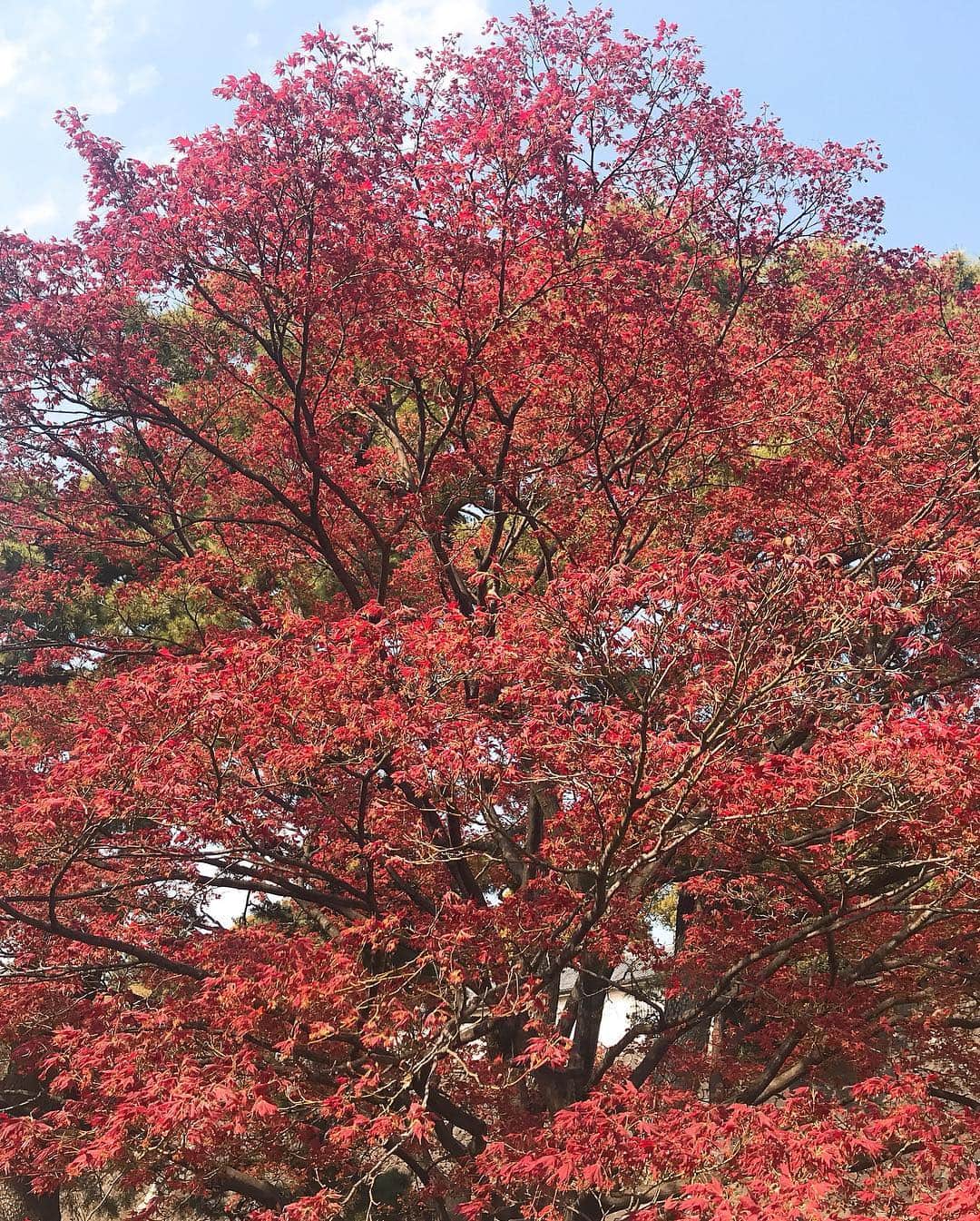 日下裕江さんのインスタグラム写真 - (日下裕江Instagram)「紅葉の様な真っ紅な葉のお花が咲いてた🍁❀.*･ﾟ  この木はなんだろ？ 誰か知ってる？  でもとっても素敵だった✨  #何の花 #何の木 #紅い花 #紅い葉 #皇居 #皇居乾通り #皇居乾通り一般公開 #皇居乾通り一般公開2019 #皇居花見」4月7日 0時05分 - hiroe___h