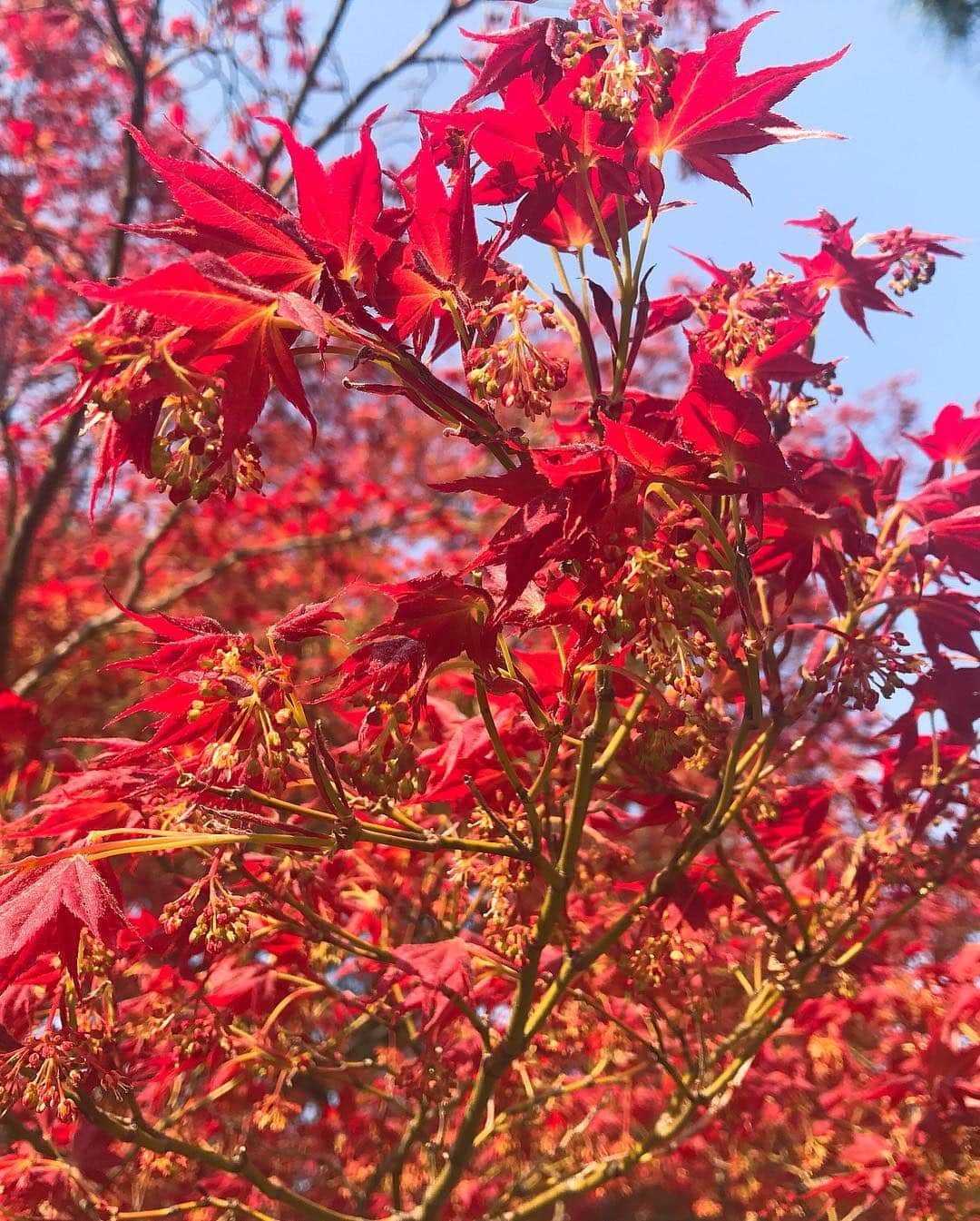 日下裕江さんのインスタグラム写真 - (日下裕江Instagram)「紅葉の様な真っ紅な葉のお花が咲いてた🍁❀.*･ﾟ  この木はなんだろ？ 誰か知ってる？  でもとっても素敵だった✨  #何の花 #何の木 #紅い花 #紅い葉 #皇居 #皇居乾通り #皇居乾通り一般公開 #皇居乾通り一般公開2019 #皇居花見」4月7日 0時05分 - hiroe___h