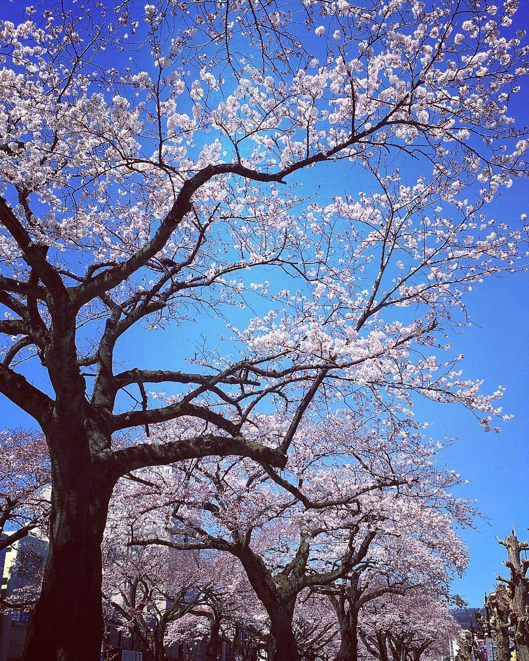 田上よしえさんのインスタグラム写真 - (田上よしえInstagram)「綺麗なものはどこで見たって綺麗なのです #桜 #茨城」4月7日 0時10分 - tanoueyoshie