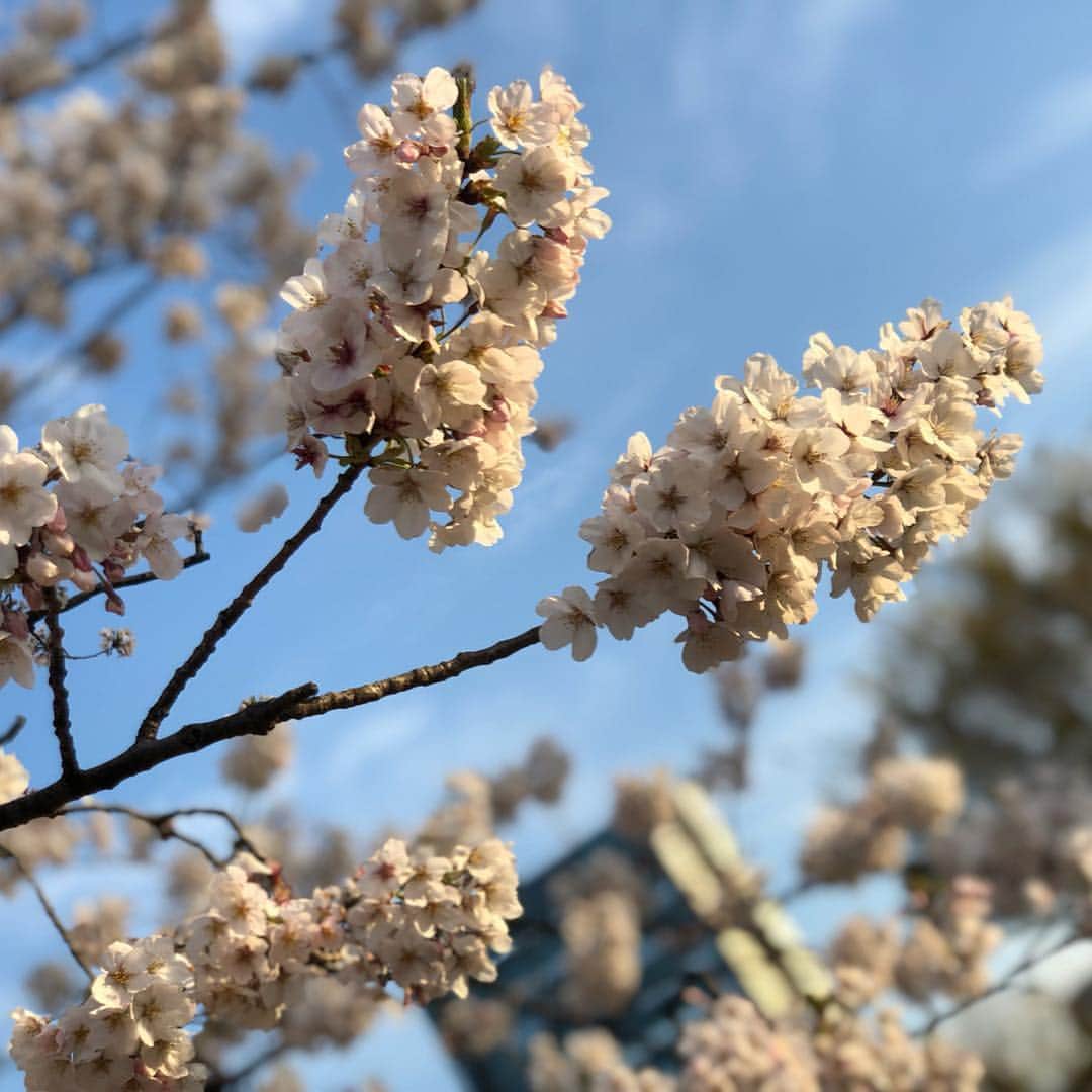 鈴木絢子さんのインスタグラム写真 - (鈴木絢子Instagram)「・ ・ 最近は真夜中しか散歩に行けなかったので、、 🐶脂肪腫の手術後、久しぶりの#夕暮れどき 散歩✨ ・ 桜もまだ綺麗に咲いていて。 #若洲海浜公園 → #木場公園 と#都内のオアシス 的 最高のお散歩コースを満喫しました😊✨ ・ ・ ・ #桜満開 #東京ゲートブリッジ #東京散歩 #花吹雪 #夕焼け #夕日 #空 #ミニチュアダックス #犬バカ部 #多頭飼い #親子犬 #トリュフとフォアグラ #犬好き #sky #sakura #bridge #dogstagram #🌸 #🌆 #🐶🐶」4月7日 0時11分 - ayako_suzuki810