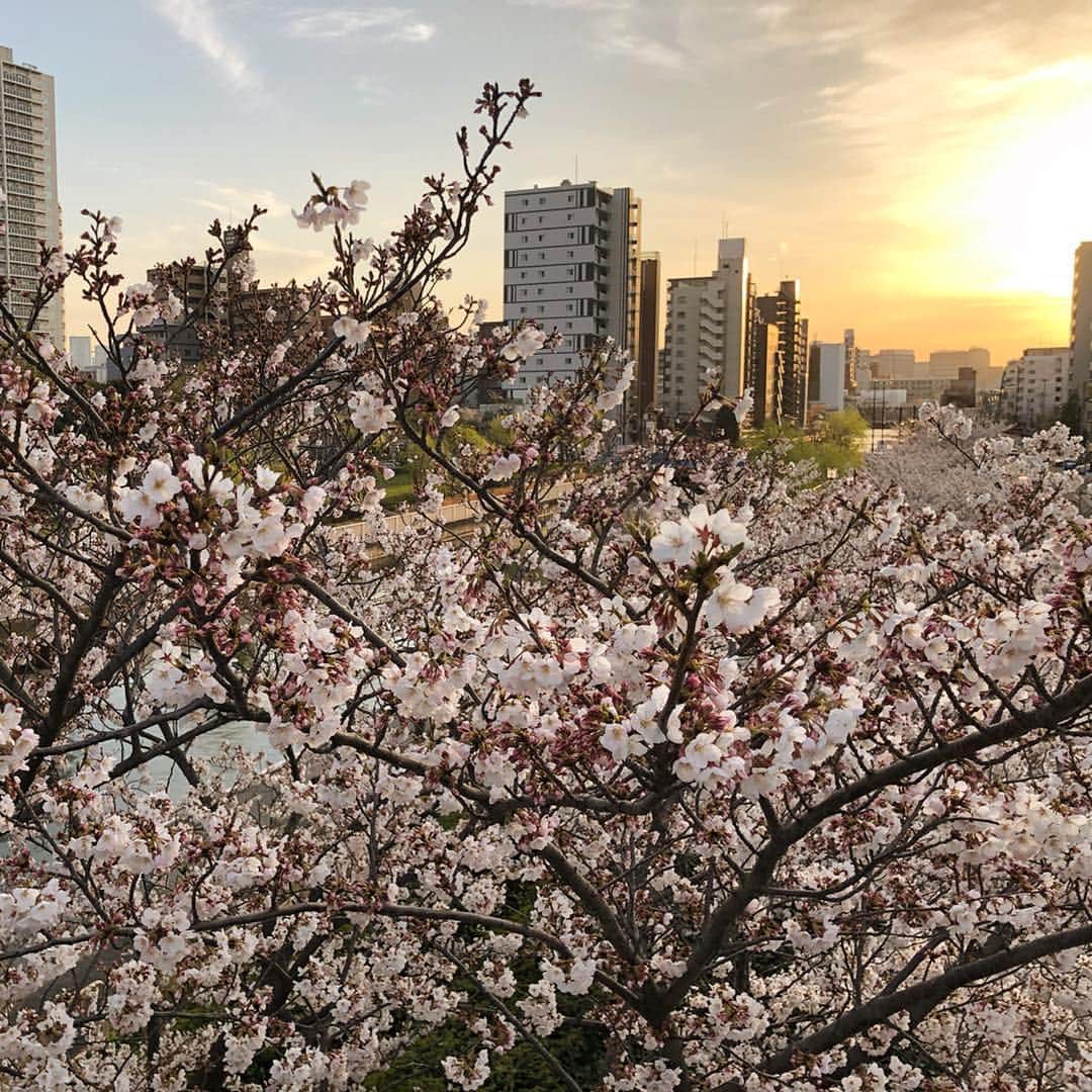 鈴木絢子さんのインスタグラム写真 - (鈴木絢子Instagram)「・ ・ 最近は真夜中しか散歩に行けなかったので、、 🐶脂肪腫の手術後、久しぶりの#夕暮れどき 散歩✨ ・ 桜もまだ綺麗に咲いていて。 #若洲海浜公園 → #木場公園 と#都内のオアシス 的 最高のお散歩コースを満喫しました😊✨ ・ ・ ・ #桜満開 #東京ゲートブリッジ #東京散歩 #花吹雪 #夕焼け #夕日 #空 #ミニチュアダックス #犬バカ部 #多頭飼い #親子犬 #トリュフとフォアグラ #犬好き #sky #sakura #bridge #dogstagram #🌸 #🌆 #🐶🐶」4月7日 0時11分 - ayako_suzuki810