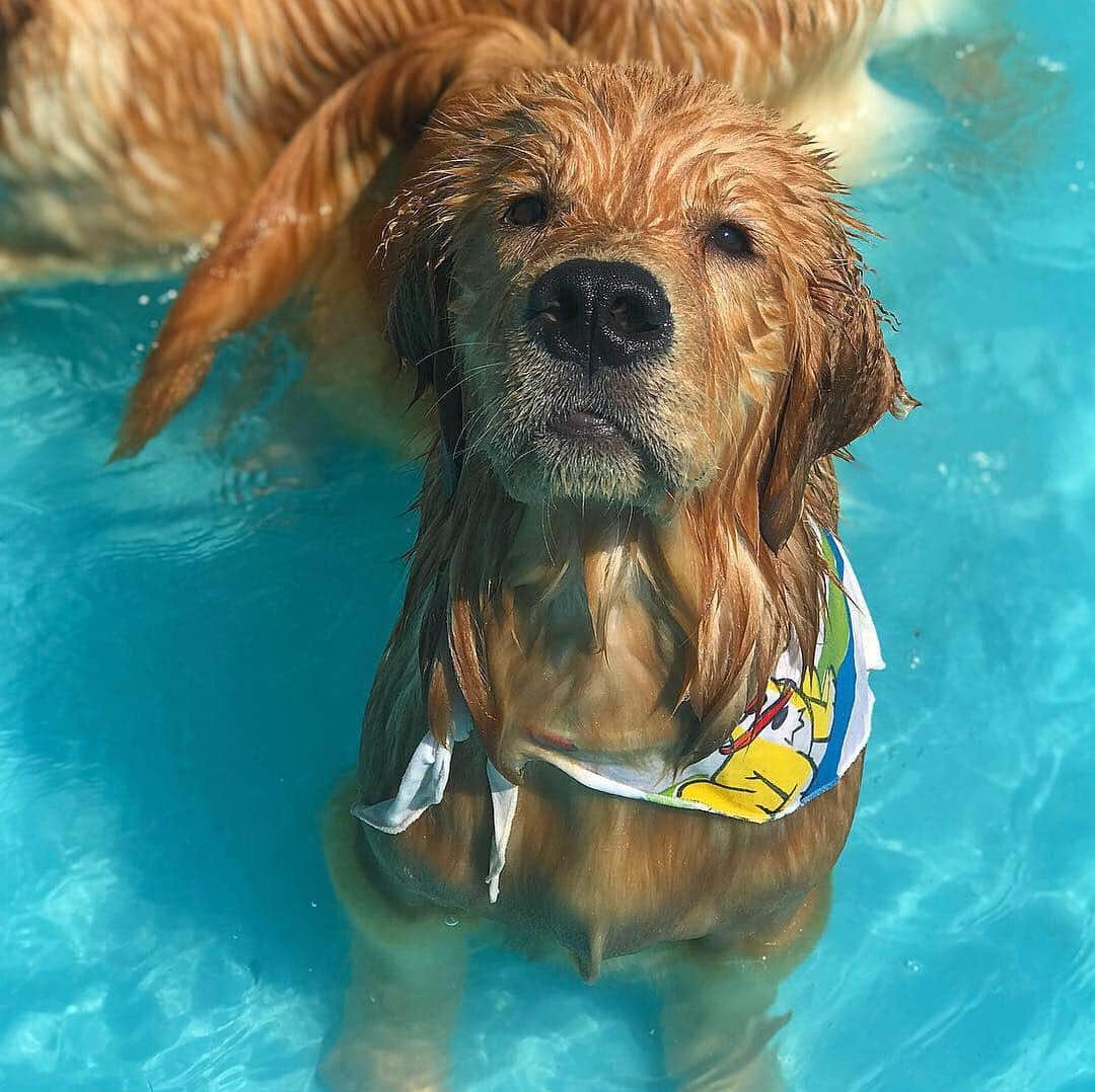 Bruno Gagliassoさんのインスタグラム写真 - (Bruno GagliassoInstagram)「Alice Fernanda, a AquaDog! 🐕 💦 @caovoces Bom Sábado!!! ☀️」4月7日 0時11分 - brunogagliasso