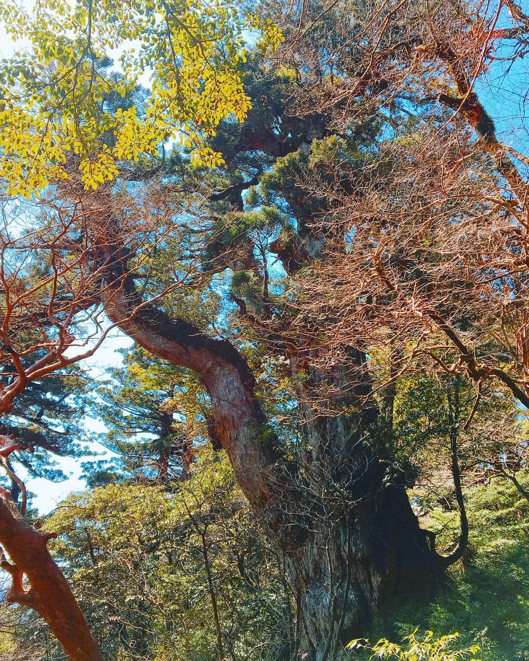 渡辺由布子さんのインスタグラム写真 - (渡辺由布子Instagram)「🌲 ・ 樹齢7200年の歴史を誇る #縄文杉 を 一生に一度は拝みたくて、 #世界自然遺産 #屋久島 へ✈︎✈︎ ・  早朝3:30起きで眠気まなこのまま、 #トレッキング ツアーに参加。  森の中を縫うように走るトロッコ道をひたすら歩くと、まさに#もののけ姫 の世界が広がり、五感をビンビン刺激されまくり。  #高尾山 での予行練習の甲斐あってか、順調にペースを掴んで7時間で完歩？することができ、筋肉痛が心地よい夜。  ちなみに、それまでの道のりが凄すぎて、ゴールに掲げていた肝心の縄文杉への感動は若干薄め(笑) (6枚目)  現役フォトグラファーの経歴を持つ、#屋久島メッセンジャー のガイド @yoshihiro_kikuchi さんのおかげで素敵な写真がたくさん！  また一つ、私の#バケットリスト が叶った瞬間♡  これからは絶好のシーズン！ #週末旅 にぜひ屋久島へ！  #世界遺産  #鹿児島  #死ぬまでに行きたい世界の絶景  #Y字バランス  #いま会いにゆきます  #ロケ地 (1枚目)  #weekendgetaway  #bucketlist  #worldheritage  #motherearth  #yoga  #yogateacher  #trekking  #trip 📍 #Yakushima #Kagoshima #🇯🇵」4月7日 0時21分 - watanabe_yuko