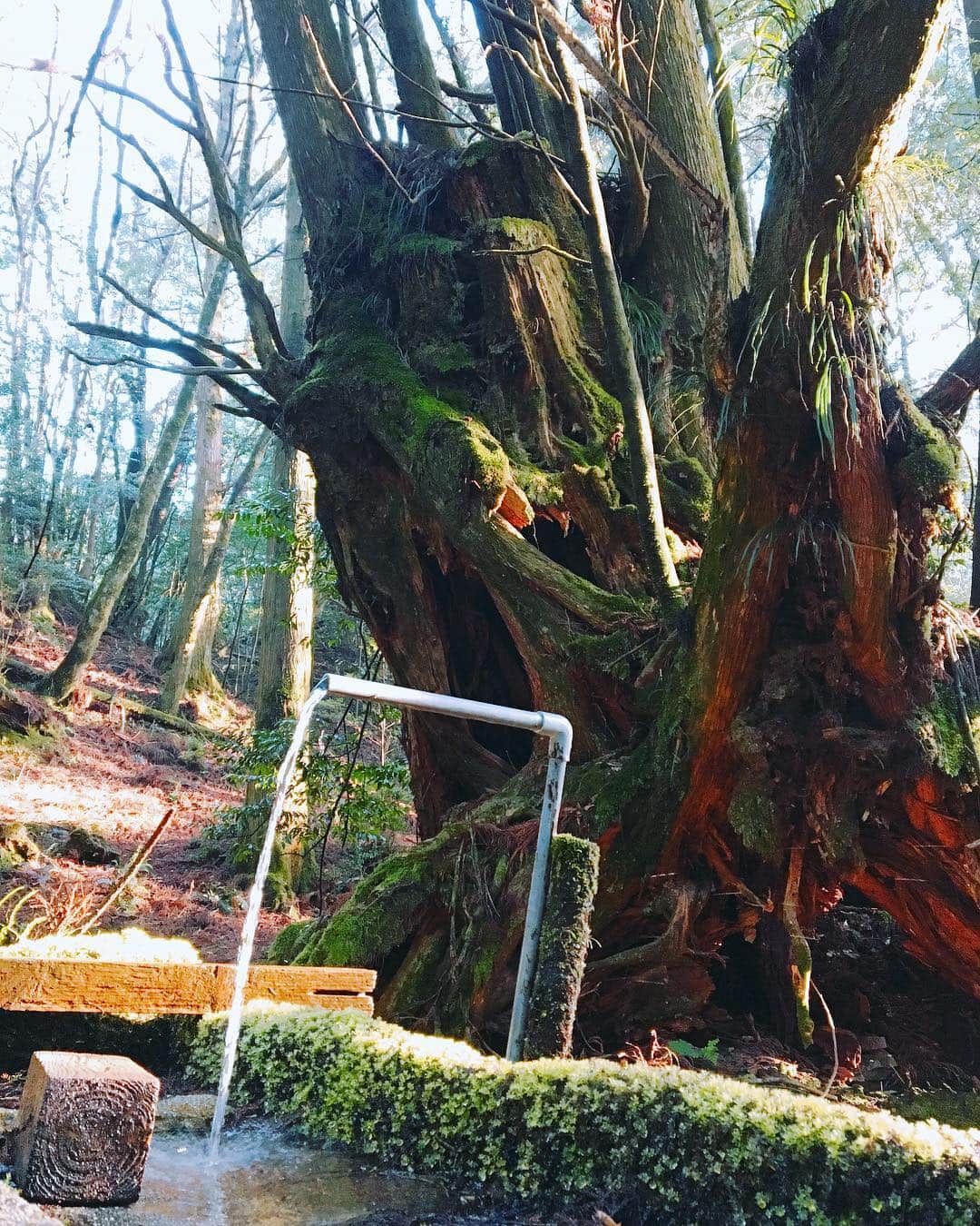 渡辺由布子さんのインスタグラム写真 - (渡辺由布子Instagram)「🌲 ・ 樹齢7200年の歴史を誇る #縄文杉 を 一生に一度は拝みたくて、 #世界自然遺産 #屋久島 へ✈︎✈︎ ・  早朝3:30起きで眠気まなこのまま、 #トレッキング ツアーに参加。  森の中を縫うように走るトロッコ道をひたすら歩くと、まさに#もののけ姫 の世界が広がり、五感をビンビン刺激されまくり。  #高尾山 での予行練習の甲斐あってか、順調にペースを掴んで7時間で完歩？することができ、筋肉痛が心地よい夜。  ちなみに、それまでの道のりが凄すぎて、ゴールに掲げていた肝心の縄文杉への感動は若干薄め(笑) (6枚目)  現役フォトグラファーの経歴を持つ、#屋久島メッセンジャー のガイド @yoshihiro_kikuchi さんのおかげで素敵な写真がたくさん！  また一つ、私の#バケットリスト が叶った瞬間♡  これからは絶好のシーズン！ #週末旅 にぜひ屋久島へ！  #世界遺産  #鹿児島  #死ぬまでに行きたい世界の絶景  #Y字バランス  #いま会いにゆきます  #ロケ地 (1枚目)  #weekendgetaway  #bucketlist  #worldheritage  #motherearth  #yoga  #yogateacher  #trekking  #trip 📍 #Yakushima #Kagoshima #🇯🇵」4月7日 0時21分 - watanabe_yuko