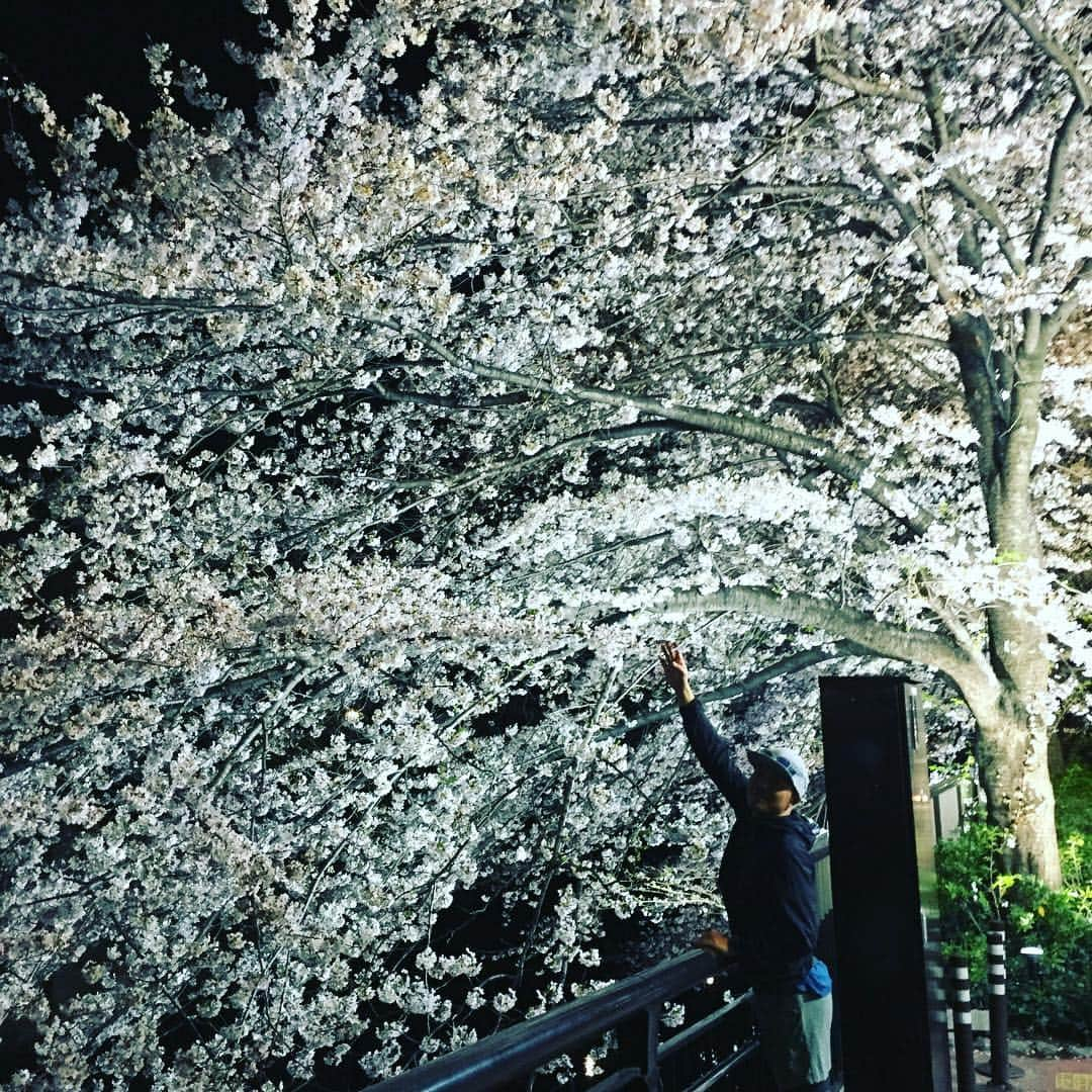 田中順平さんのインスタグラム写真 - (田中順平Instagram)「中目黒の桜満開🌸 この季節走るのがほんと気持ち良い🏃‍♂️ 東京は桜が綺麗なところがたくさん🥰 #桜 #桜ラン #中目黒桜 #夜ラン」4月7日 0時21分 - junpei__tanaka