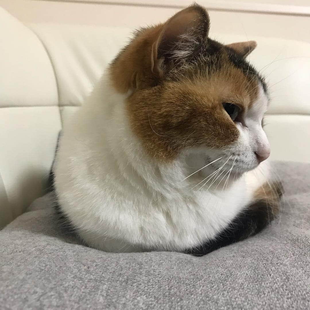 三好春奈のインスタグラム：「もう10歳。奥歯も無くなって終活はじめたそうだけどそうはいかない。長生きして化け猫になんなきゃね。 #cat #ねこすたぐらむ #myuuuuuu #10歳 #シニア」