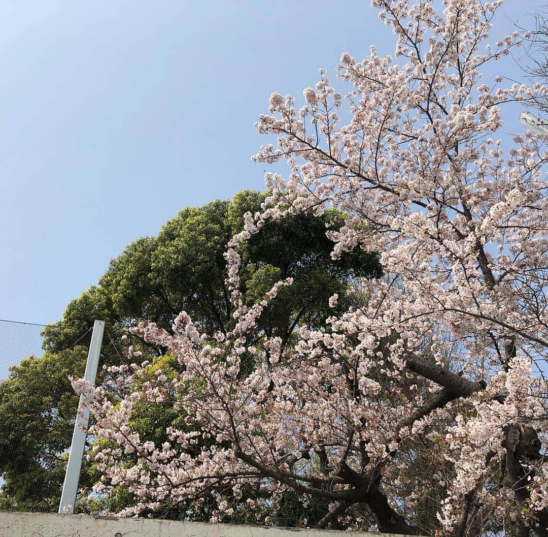 のインスタグラム：「おはようございます。 只今の代官山地区の天候は晴れ。 本日の最高気温は19℃の予報です。 今日も朝から気温が高く、カラッとした空気でとても過ごしやすい陽気です。 また、店頭には新作アイテムが多数入荷中です。 是非お散歩がてら新作アイテムのチェックはいかがでしょうか。 では、本日も皆様のご来店をお待ちしております。  #B印YOSHIDA #bjirushiyoshida #代官山 #daikanyama」