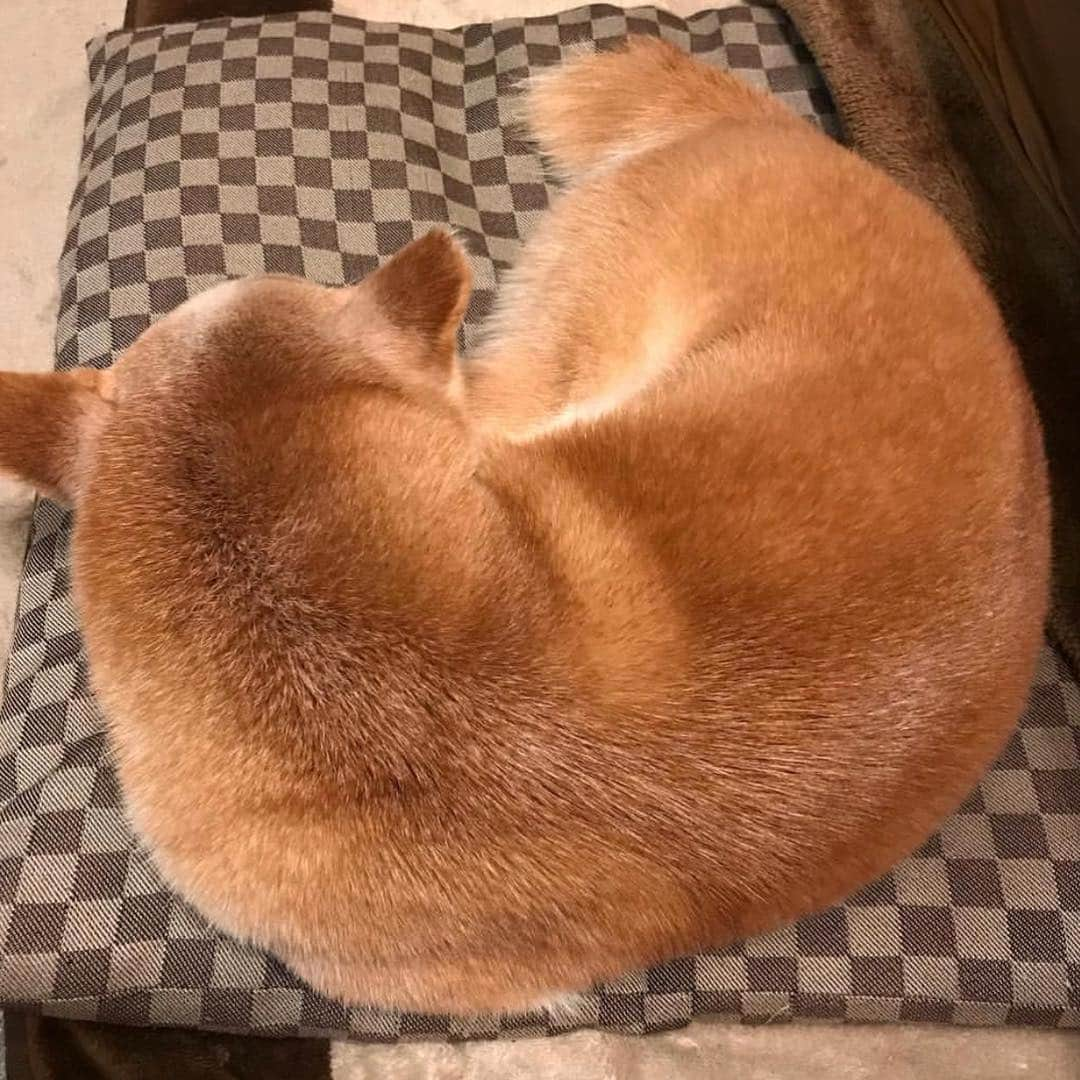 柴犬リリコさんのインスタグラム写真 - (柴犬リリコInstagram)「Shiba bagel❤️ 🐕🥯🥯🥯 * ここ柴さん @nsdikm_hanasora でお取り寄せした生地から出来た、唯一無二の入園セット！🧒🏻🎒 うふふ、羨ましいでしょ〜🤤😙 * #母さんの自己満足 #Kちゃまもお気に入り #入園セット #非売品 #柴ベーグル #shibabagel」4月7日 11時11分 - ke_rock_