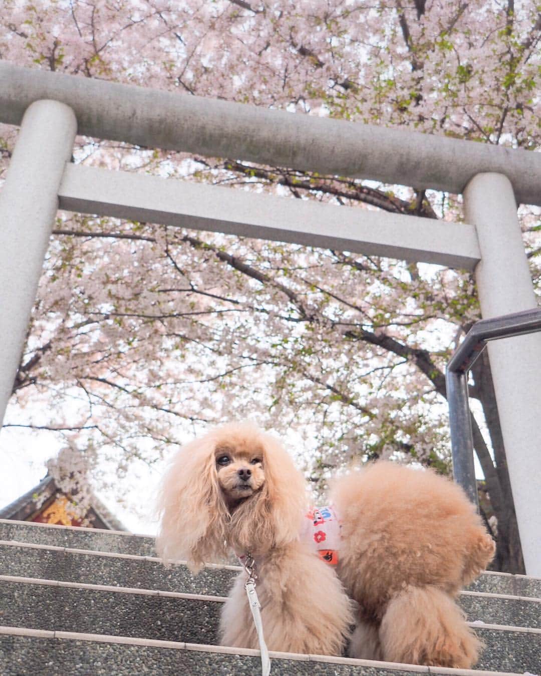 Toypoodle Mikuru?Asakusa Tokyoさんのインスタグラム写真 - (Toypoodle Mikuru?Asakusa TokyoInstagram)「20190407 Sunday. Good morning! Friends 💕 今朝は浅草寺のお参り朝活から、ペコりん @peko.malpoo11 と一緒にロングお散歩しました😄 富士公園から淺間神社、山谷堀公園まで桜パトロールです🌸 少し葉桜の所もありましたが、まだお花見🌸できそうです☺️ . ❶ 淺間神社で富士山頂上制覇 ❷ ペコりんとペコママ @masako_pekomama に抱っこしてもらいました💓 ❸ みくるグダグダ ❹ 浅草寺裏の桜は見事です👏🏻 ❺ みくるの法則。今日は法則解明されてます👍🏻😹👋🏻 ❻ 桜🌸 . 昨夜は ✴️超宴third in ASAKUSA 〜飲み放題 でストレス解消バンザイ🙌〜 でした。 まぁ‼️楽しいったらありゃしない🤣 詳細は後ほど〜🔜 . #七駅七彩 #浅草駅 #淺間神社 . ※sorry いいねとコメントいただいてましたのに、表示が変だったので一旦削除いたしました🙏🏻😣🙇🏻‍♀️」4月7日 9時44分 - purapura299