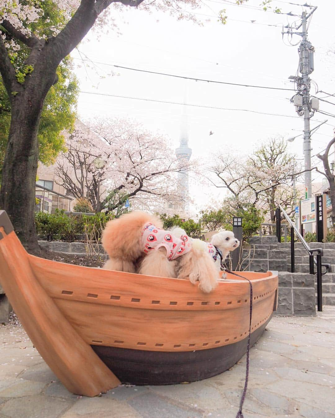 Toypoodle Mikuru?Asakusa Tokyoさんのインスタグラム写真 - (Toypoodle Mikuru?Asakusa TokyoInstagram)「20190407 Sunday. Good morning! Friends 💕 今朝は浅草寺のお参り朝活から、ペコりん @peko.malpoo11 と一緒にロングお散歩しました😄 富士公園から淺間神社、山谷堀公園まで桜パトロールです🌸 少し葉桜の所もありましたが、まだお花見🌸できそうです☺️ . ❶ 淺間神社で富士山頂上制覇 ❷ ペコりんとペコママ @masako_pekomama に抱っこしてもらいました💓 ❸ みくるグダグダ ❹ 浅草寺裏の桜は見事です👏🏻 ❺ みくるの法則。今日は法則解明されてます👍🏻😹👋🏻 ❻ 桜🌸 . 昨夜は ✴️超宴third in ASAKUSA 〜飲み放題 でストレス解消バンザイ🙌〜 でした。 まぁ‼️楽しいったらありゃしない🤣 詳細は後ほど〜🔜 . #七駅七彩 #浅草駅 #淺間神社 . ※sorry いいねとコメントいただいてましたのに、表示が変だったので一旦削除いたしました🙏🏻😣🙇🏻‍♀️」4月7日 9時44分 - purapura299