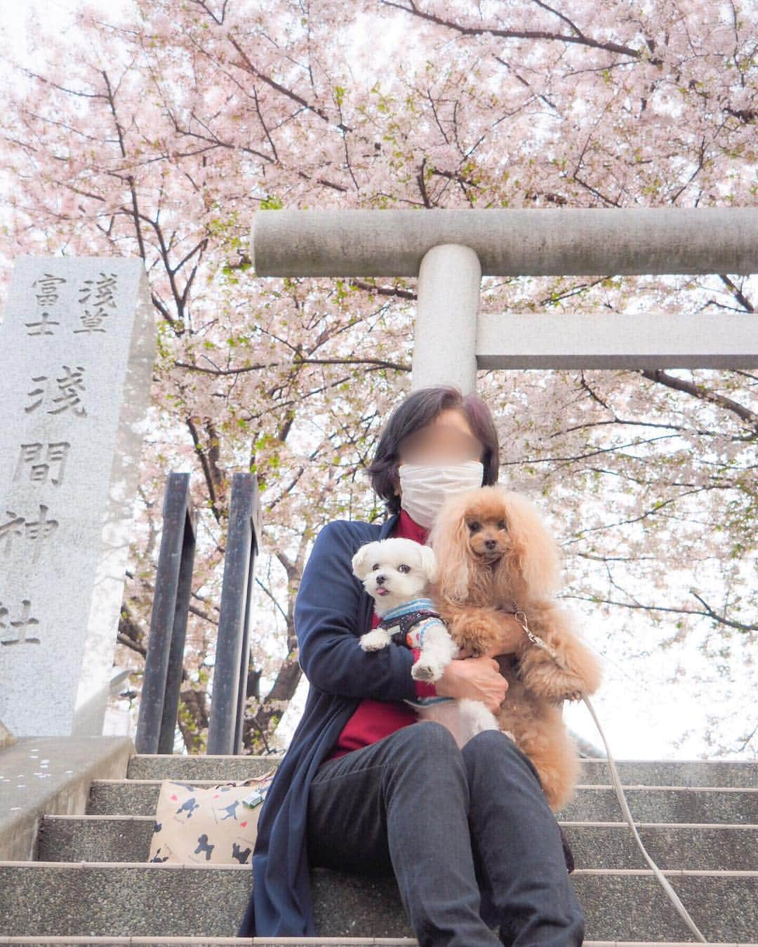 Toypoodle Mikuru?Asakusa Tokyoさんのインスタグラム写真 - (Toypoodle Mikuru?Asakusa TokyoInstagram)「20190407 Sunday. Good morning! Friends 💕 今朝は浅草寺のお参り朝活から、ペコりん @peko.malpoo11 と一緒にロングお散歩しました😄 富士公園から淺間神社、山谷堀公園まで桜パトロールです🌸 少し葉桜の所もありましたが、まだお花見🌸できそうです☺️ . ❶ 淺間神社で富士山頂上制覇 ❷ ペコりんとペコママ @masako_pekomama に抱っこしてもらいました💓 ❸ みくるグダグダ ❹ 浅草寺裏の桜は見事です👏🏻 ❺ みくるの法則。今日は法則解明されてます👍🏻😹👋🏻 ❻ 桜🌸 . 昨夜は ✴️超宴third in ASAKUSA 〜飲み放題 でストレス解消バンザイ🙌〜 でした。 まぁ‼️楽しいったらありゃしない🤣 詳細は後ほど〜🔜 . #七駅七彩 #浅草駅 #淺間神社 . ※sorry いいねとコメントいただいてましたのに、表示が変だったので一旦削除いたしました🙏🏻😣🙇🏻‍♀️」4月7日 9時44分 - purapura299