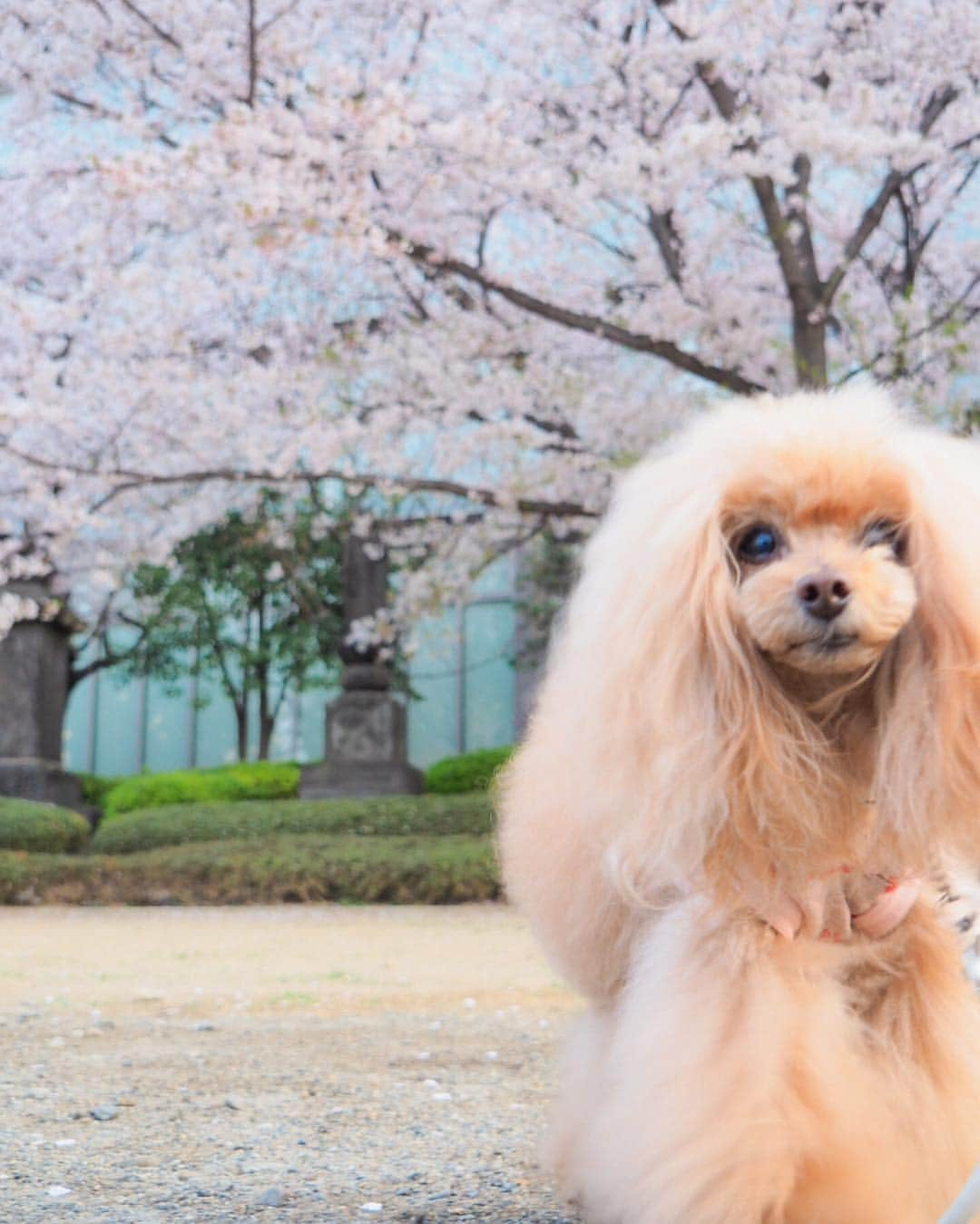 Toypoodle Mikuru?Asakusa Tokyoさんのインスタグラム写真 - (Toypoodle Mikuru?Asakusa TokyoInstagram)「20190407 Sunday. Good morning! Friends 💕 今朝は浅草寺のお参り朝活から、ペコりん @peko.malpoo11 と一緒にロングお散歩しました😄 富士公園から淺間神社、山谷堀公園まで桜パトロールです🌸 少し葉桜の所もありましたが、まだお花見🌸できそうです☺️ . ❶ 淺間神社で富士山頂上制覇 ❷ ペコりんとペコママ @masako_pekomama に抱っこしてもらいました💓 ❸ みくるグダグダ ❹ 浅草寺裏の桜は見事です👏🏻 ❺ みくるの法則。今日は法則解明されてます👍🏻😹👋🏻 ❻ 桜🌸 . 昨夜は ✴️超宴third in ASAKUSA 〜飲み放題 でストレス解消バンザイ🙌〜 でした。 まぁ‼️楽しいったらありゃしない🤣 詳細は後ほど〜🔜 . #七駅七彩 #浅草駅 #淺間神社 . ※sorry いいねとコメントいただいてましたのに、表示が変だったので一旦削除いたしました🙏🏻😣🙇🏻‍♀️」4月7日 9時44分 - purapura299