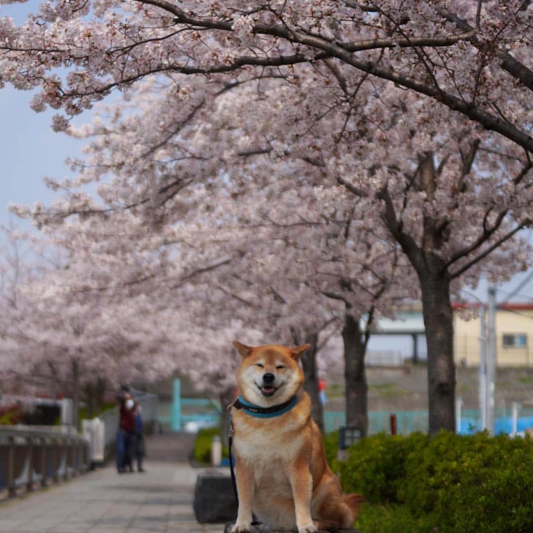 まる（まるたろう）さんのインスタグラム写真 - (まる（まるたろう）Instagram)「Good morning!!✨🌸🐶🌸✨おはまる〜(≧∀≦) 今日もサクラ見学日和だよ〜 #そうだ肉団子持って花見に行こう #このキャッチフレーズ採用していいよ #許可する #上野公園に来たら根津に来てね #谷中霊園も見頃だよ #まるギャラリーは根津駅徒歩1分 @gallerymarusan  文京区根津2-12-3」4月7日 9時46分 - marutaro
