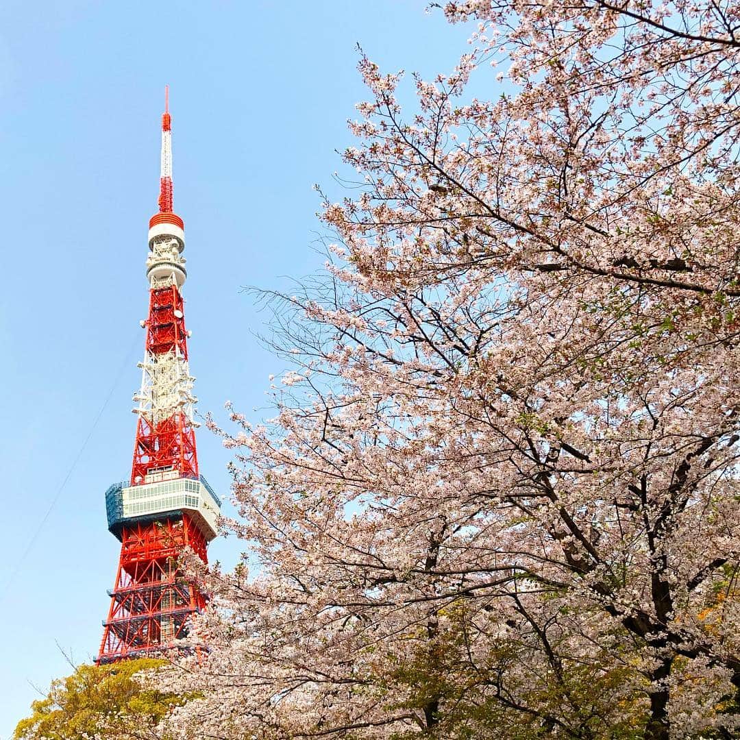 のインスタグラム：「朝一に桜を観に行って来ました！今日は青空に桜が映えますね！本当に幸せっ！😊😊 日本人で良かったって思う瞬間！🇯🇵 #桜のおすそ分け🌸 #東京タワーと桜🗼🌸」