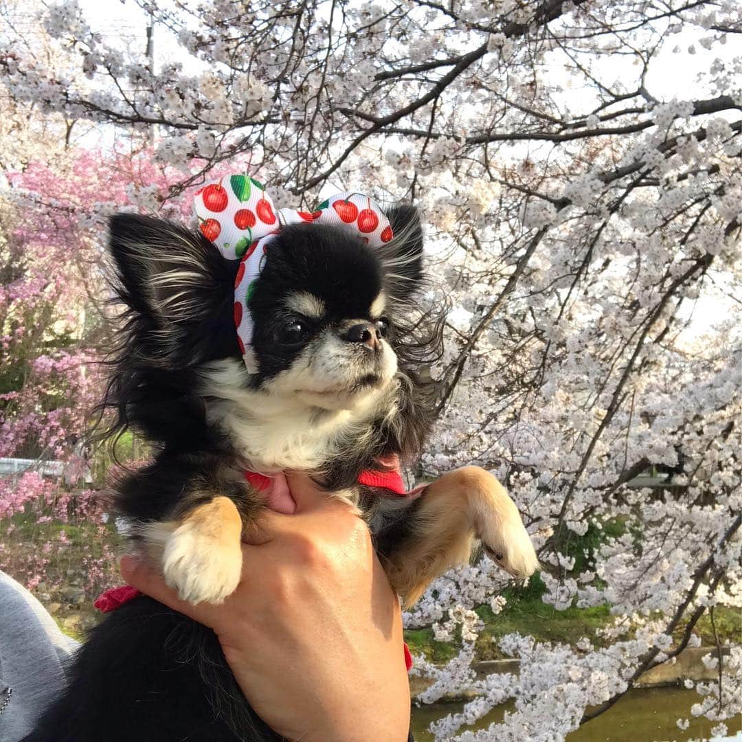 kayoのインスタグラム：「* * 超満開😍🌸🌸🌸 * * Melon💗🌸 * * #桜 #お花見 #chihuahua#chihuahualove#dogstgram#dog#instadog#チワワ#チワワ大好き * *」