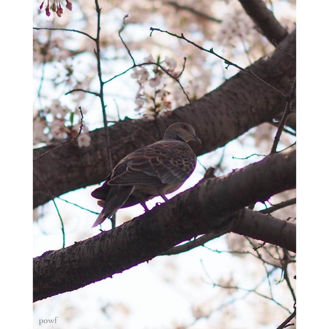 anemone_69さんのインスタグラム写真 - (anemone_69Instagram)「. 🕊 . . ①シジュウカラ ②サギ (実は魚を咥えてる) ③ハト ④カモ ⑤ムクドリ . . 45mm単焦点ではこれが限界 . .」4月7日 9時55分 - powf