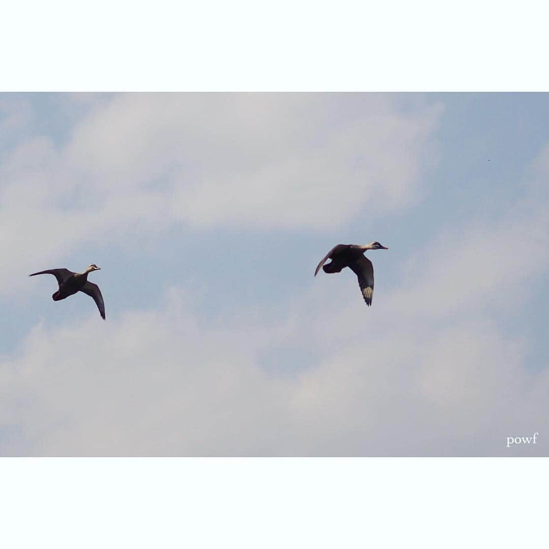 anemone_69さんのインスタグラム写真 - (anemone_69Instagram)「. 🕊 . . ①シジュウカラ ②サギ (実は魚を咥えてる) ③ハト ④カモ ⑤ムクドリ . . 45mm単焦点ではこれが限界 . .」4月7日 9時55分 - powf