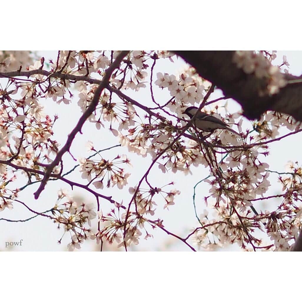 anemone_69のインスタグラム：「. 🕊 . . ①シジュウカラ ②サギ (実は魚を咥えてる) ③ハト ④カモ ⑤ムクドリ . . 45mm単焦点ではこれが限界 . .」