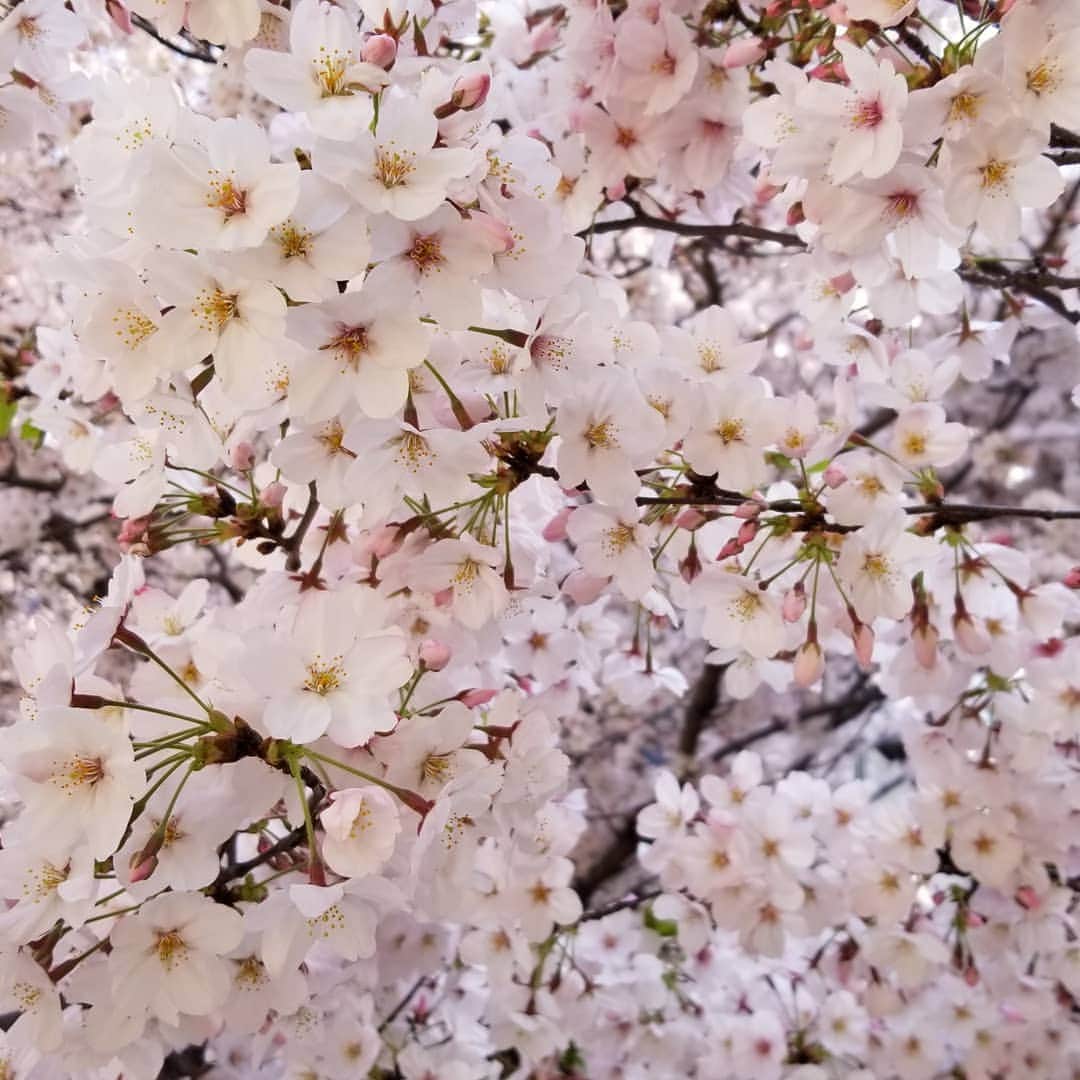 のインスタグラム：「おはようございます🎵  日曜日の朝さんぽ せっかくなので 前回とは違う場所へ🌸  満開でした～  さて、今日はいろいろと 細かくすることが😊  始めようかな✨  いいお天気です～☀️ 風が爽やかで気持ちいいけど 日焼け対策は必要ですよ。 気を付けてくださいね😊」