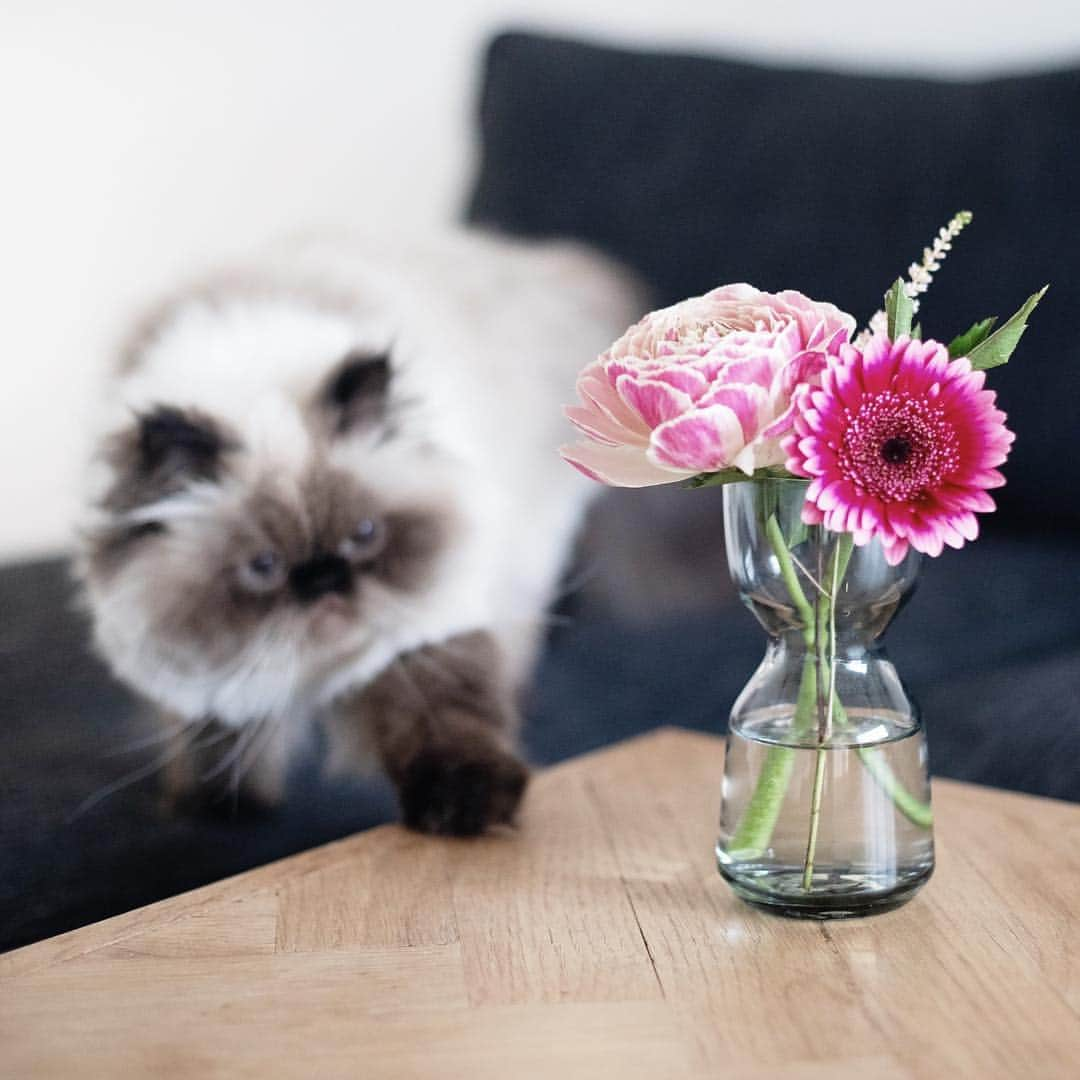 清水桜子さんのインスタグラム写真 - (清水桜子Instagram)「今週末は4回目のお花配送デー♪ 今回の内容は、ドラマチックなピンクが印象的なセット。 お花自体に存在感があるので、部屋の中央にどっしり置くのが似合うかな？ 目に飛び込んでくるピンクが気になるのんでありました。 ・ #本日のお花とうちの猫 ✿ガーベラ（レンブラント） ✿アステルベ ✿ラナンキュラス（ピンク） ・ お花の定期便 @bloomeelife さんとのコラボ企画 全6回のお花のレポートの4回目でした。 ・ ✿初回無料のクーポン、よければ使ってね✿ ————————————— クーポンコード：sakuracos ※有効期限：2019年6月30日 #bloomeelife @bloomeelife —————————————」4月7日 10時06分 - sakuracos