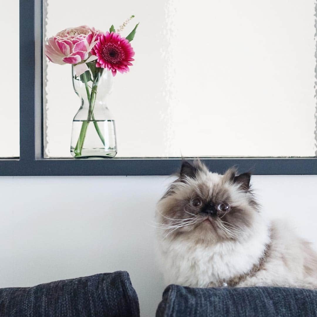 清水桜子さんのインスタグラム写真 - (清水桜子Instagram)「今週末は4回目のお花配送デー♪ 今回の内容は、ドラマチックなピンクが印象的なセット。 お花自体に存在感があるので、部屋の中央にどっしり置くのが似合うかな？ 目に飛び込んでくるピンクが気になるのんでありました。 ・ #本日のお花とうちの猫 ✿ガーベラ（レンブラント） ✿アステルベ ✿ラナンキュラス（ピンク） ・ お花の定期便 @bloomeelife さんとのコラボ企画 全6回のお花のレポートの4回目でした。 ・ ✿初回無料のクーポン、よければ使ってね✿ ————————————— クーポンコード：sakuracos ※有効期限：2019年6月30日 #bloomeelife @bloomeelife —————————————」4月7日 10時06分 - sakuracos