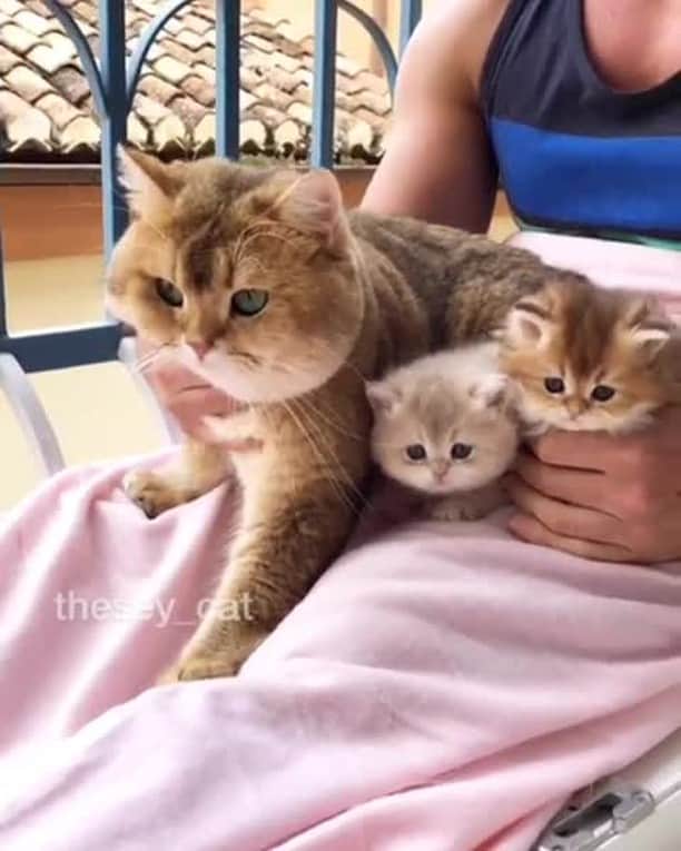 のインスタグラム：「When they left babies with dad but he doesn’t have any idea how to take care of them⠀ ⠀ 📹@thesey_cat⠀ ⠀ #meowed #Thesey #britishshorthair #catdad #parentingishard #🇪🇸」